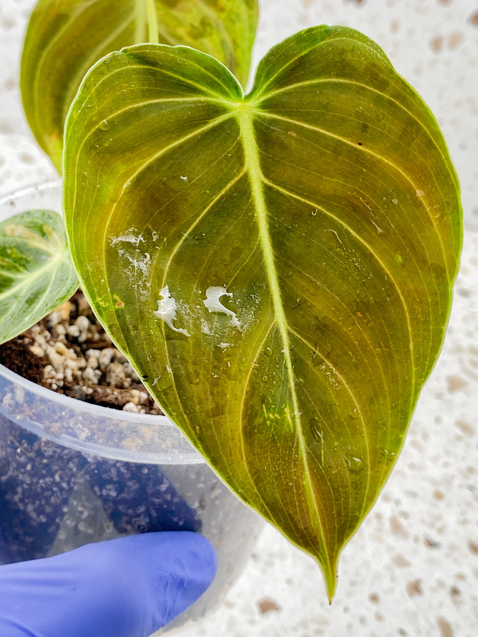 Philodendron Melanochrysum Variegated 3 leaf top cutting