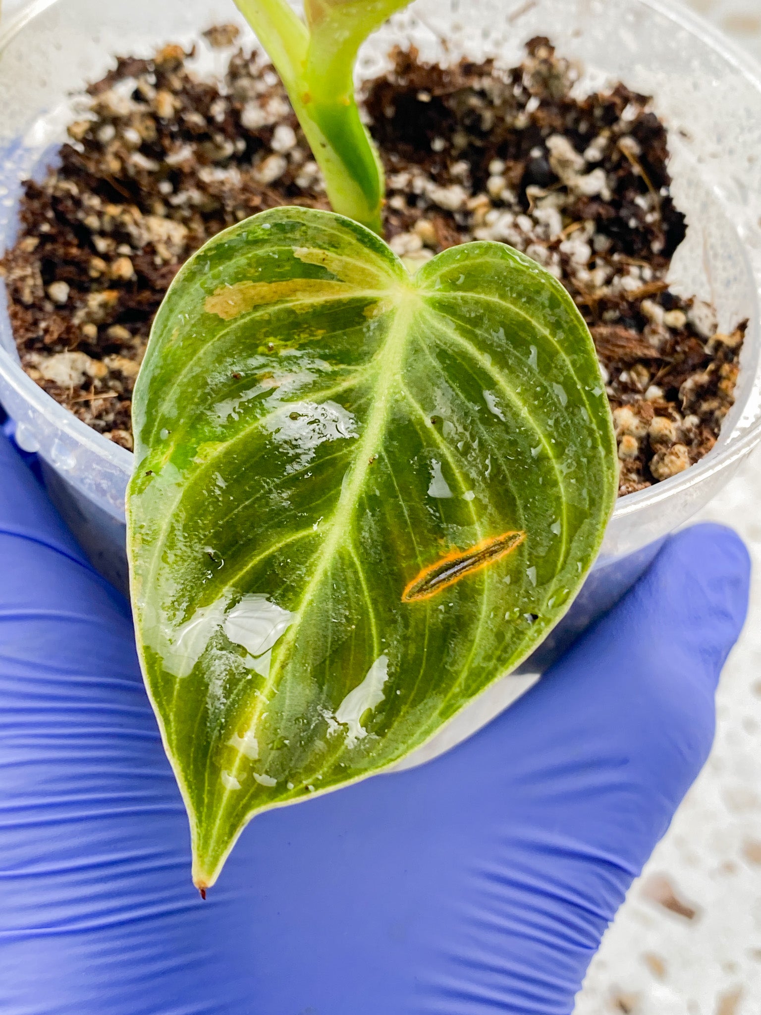 Philodendron Melanochrysum Variegated 3 leaf top cutting