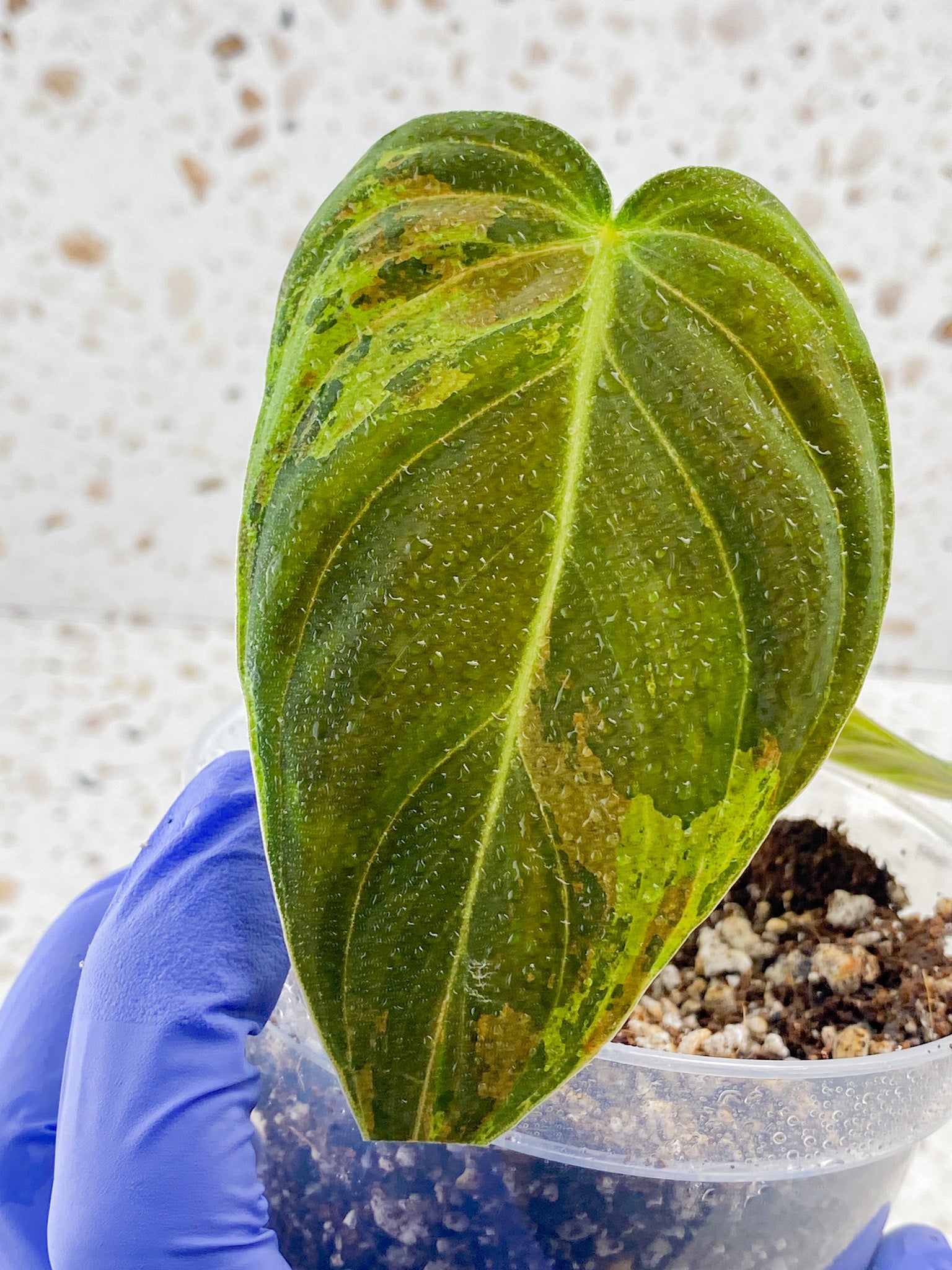 Philodendron Melanochrysum Variegated 3 leaf top cutting
