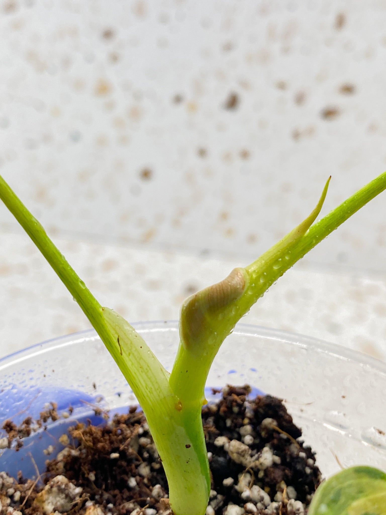 Philodendron Melanochrysum Variegated 3 leaf top cutting