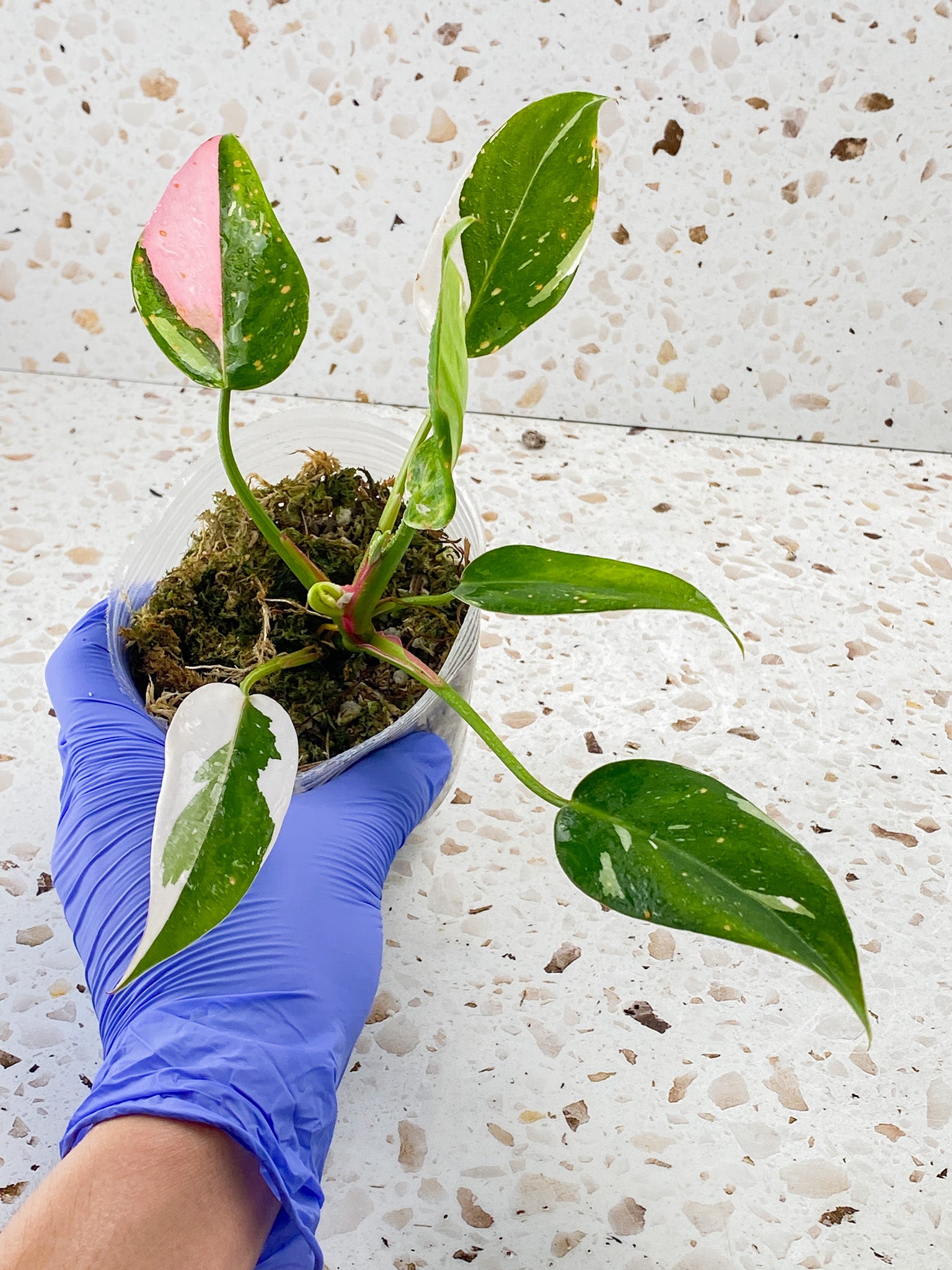 Philodendron White Princess Tricolor 6 leaves 1 sprout