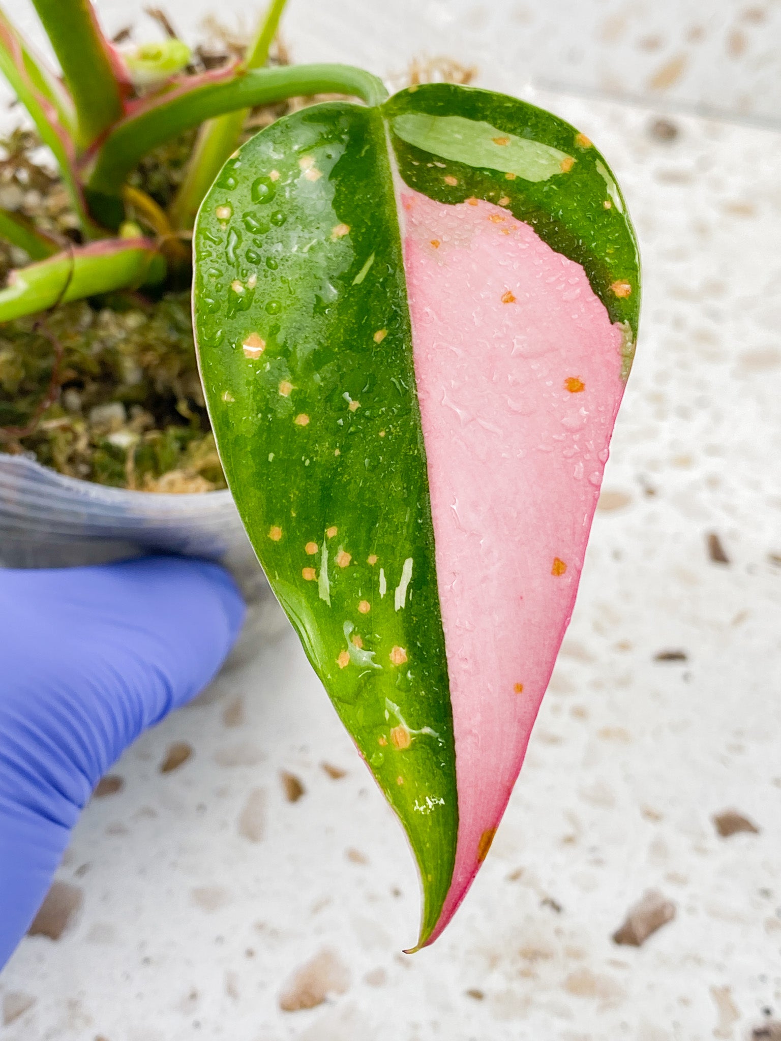 Philodendron White Princess Tricolor 6 leaves 1 sprout