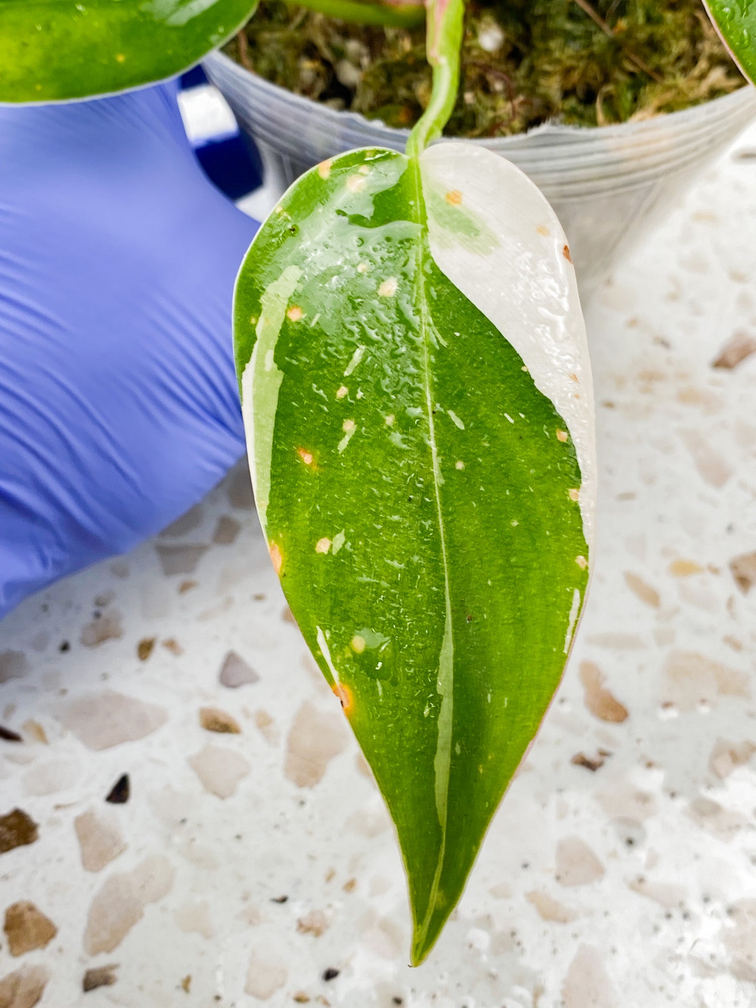 Philodendron White Princess Tricolor 6 leaves 1 sprout