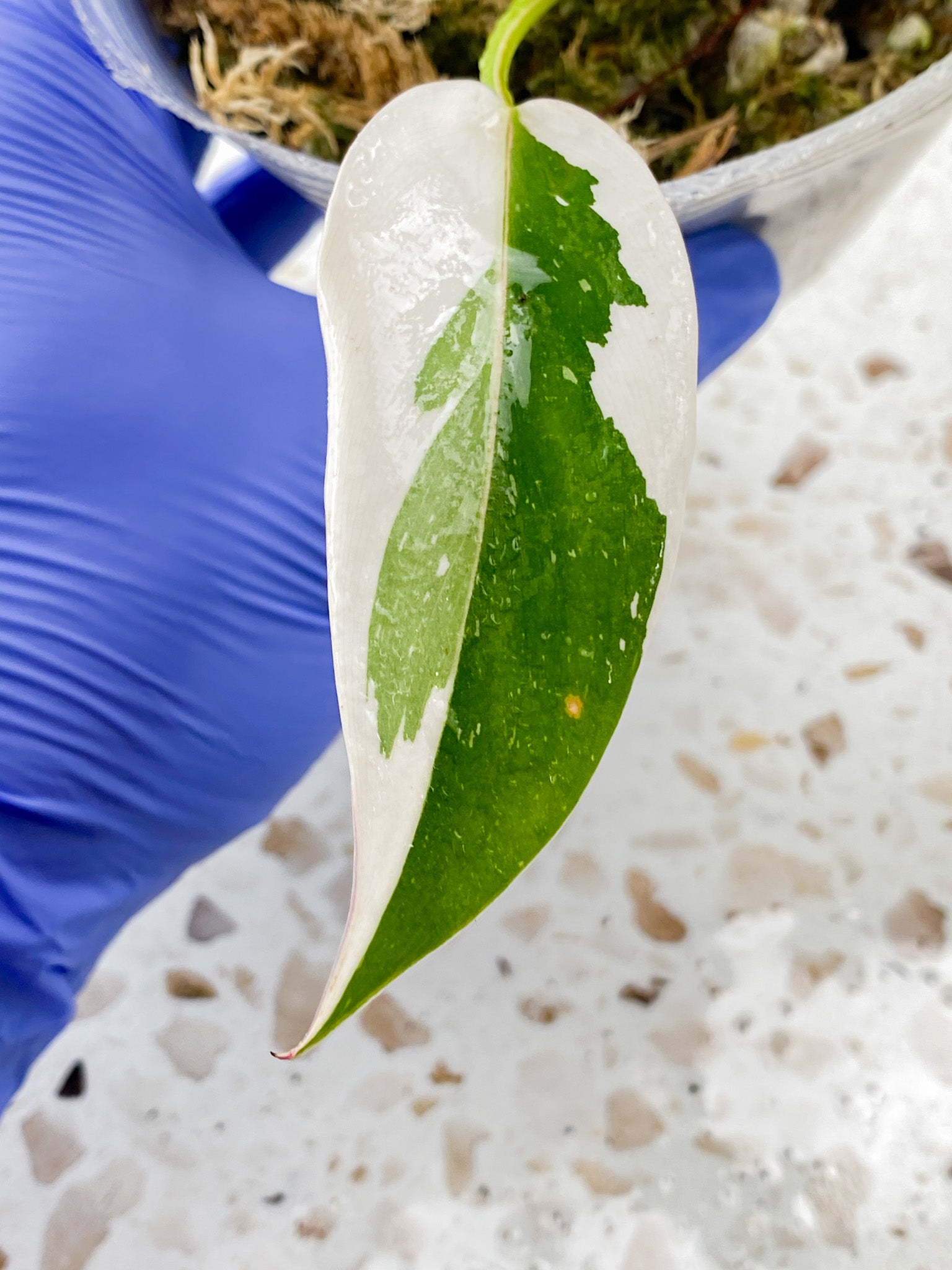 Philodendron White Princess Tricolor 6 leaves 1 sprout
