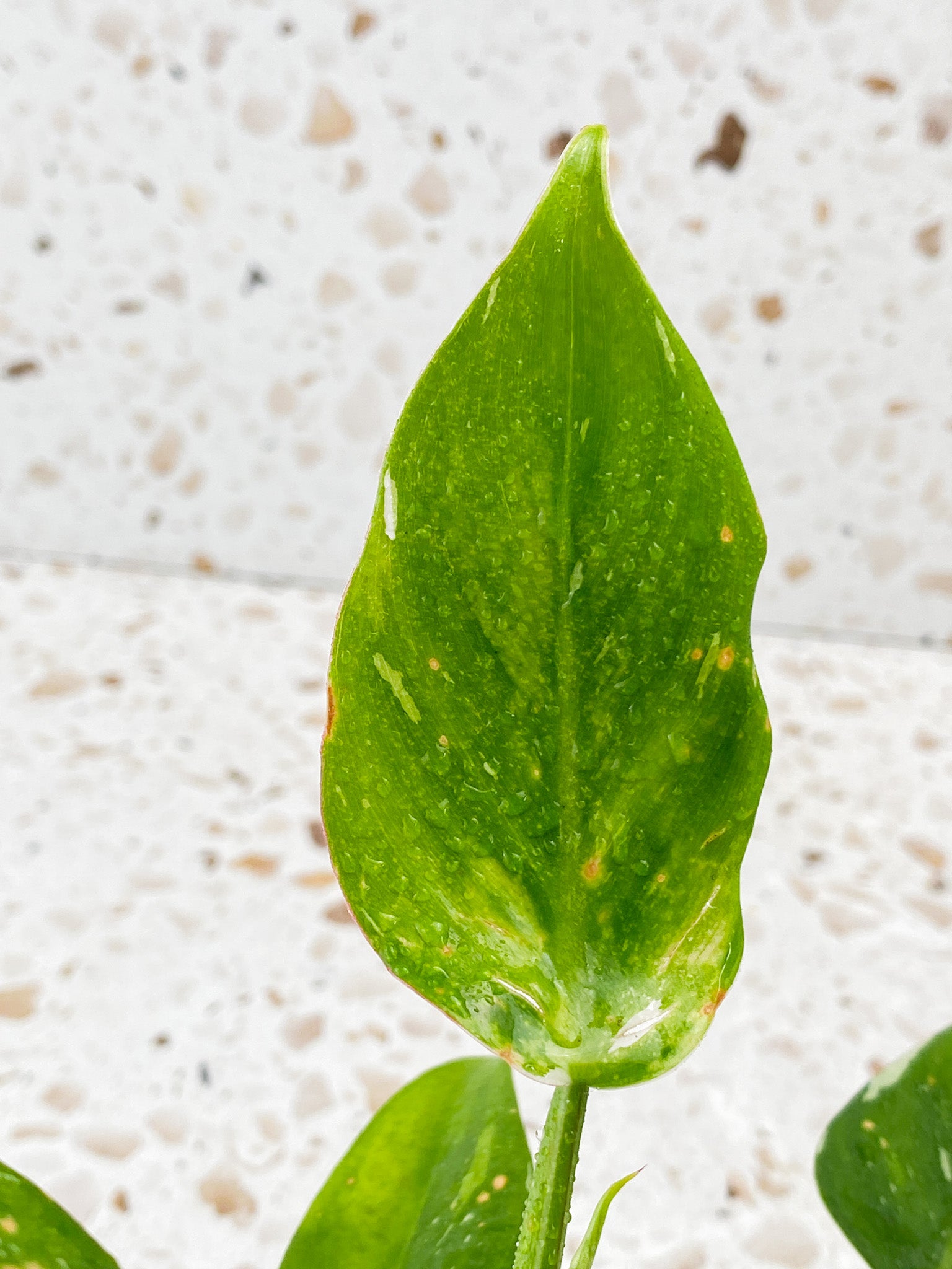 Philodendron White Princess Tricolor 6 leaves 1 sprout
