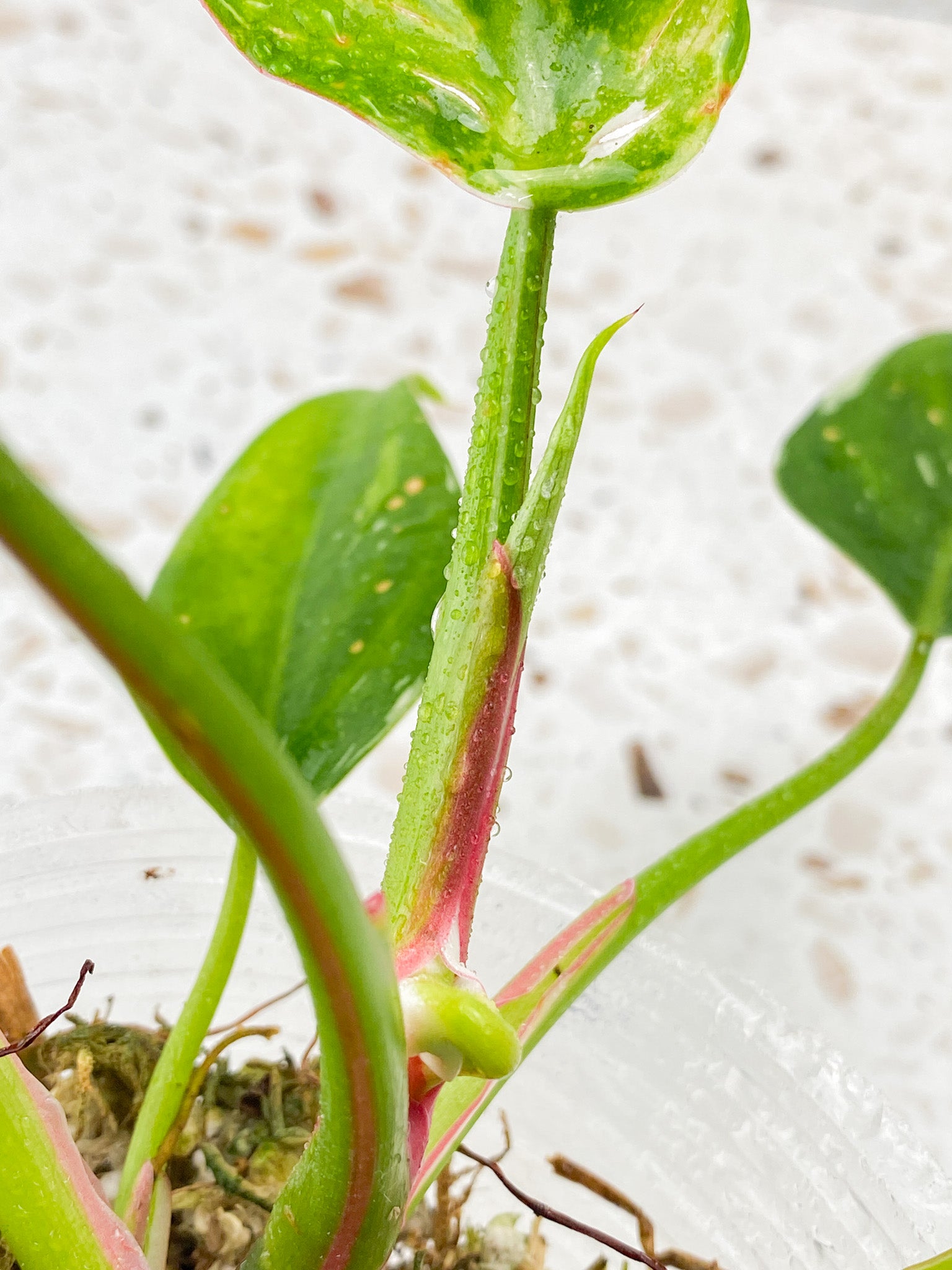 Philodendron White Princess Tricolor 6 leaves 1 sprout
