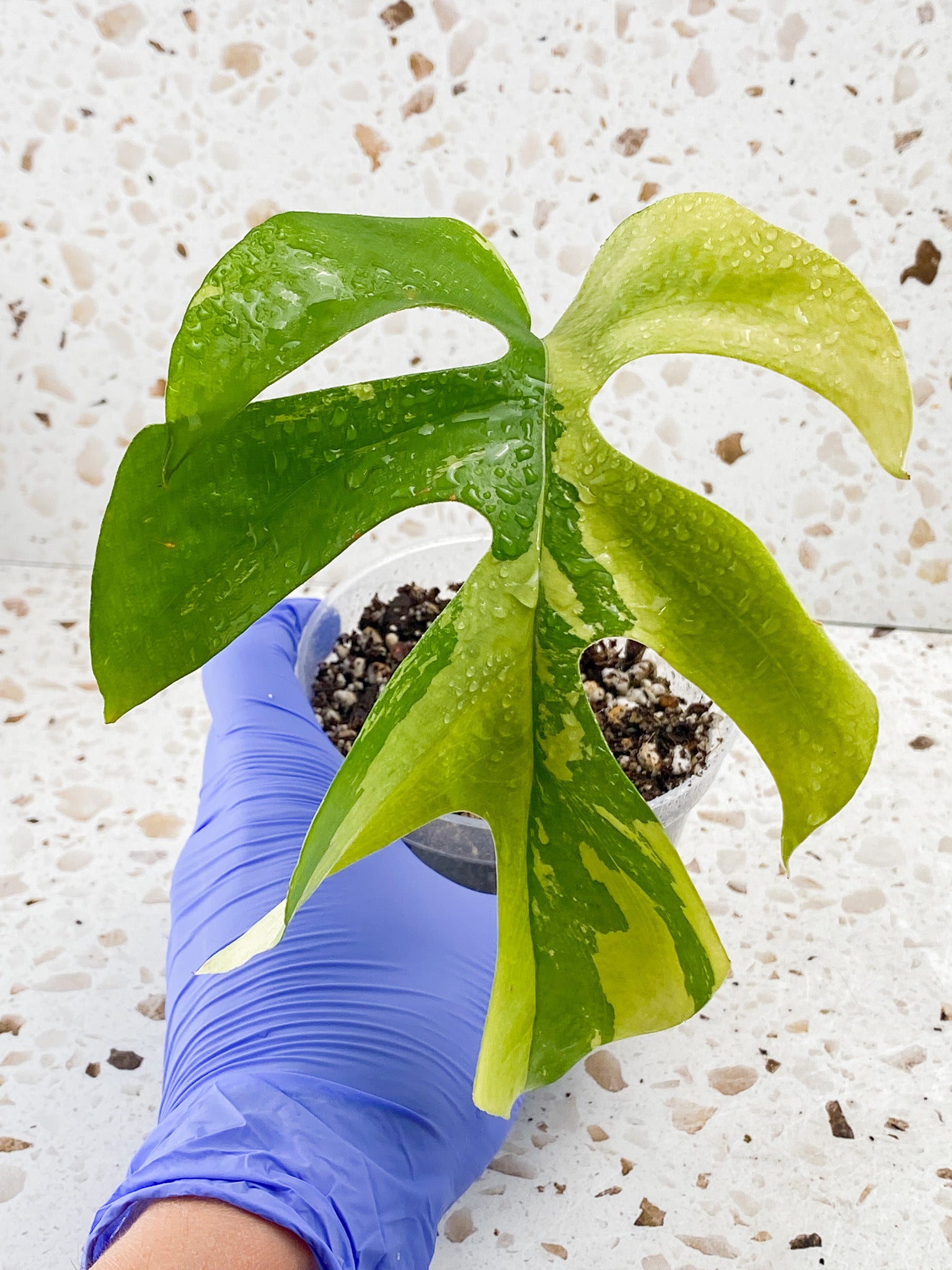 Rhaphidophora Tetrasperma Variegated 1 leaf