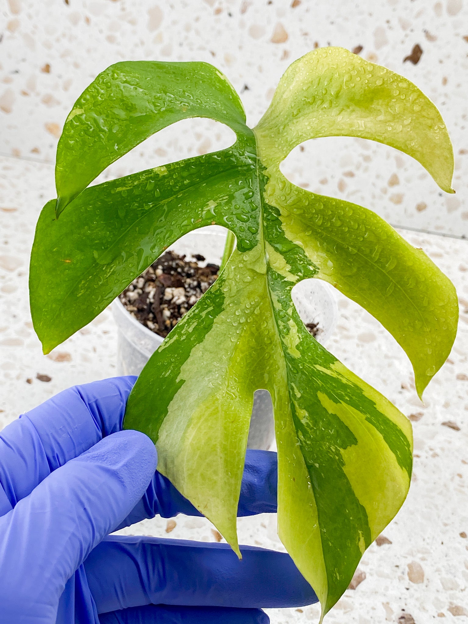 Rhaphidophora Tetrasperma Variegated 1 leaf