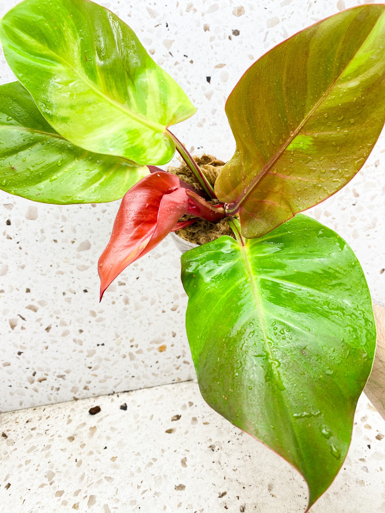 *Philodendron Red Moon 5 leaf top cutting with highly variegated new leaf unfurling (rooting)
