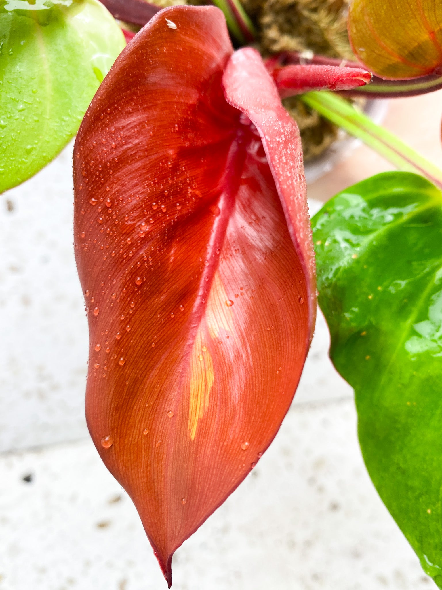 *Philodendron Red Moon 5 leaf top cutting with highly variegated new leaf unfurling (rooting)