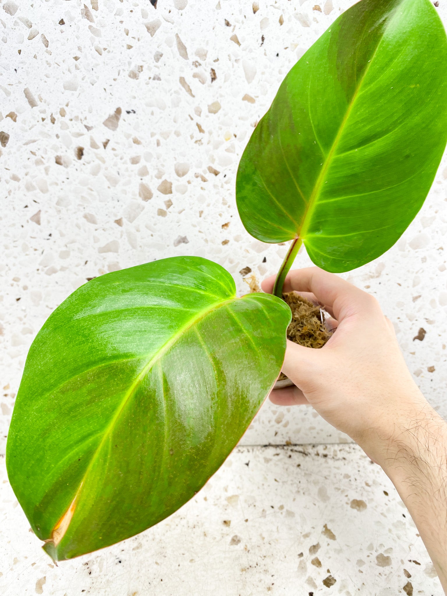 *Philodendron Red Moon 2 leaves with sprouting node (rooting)