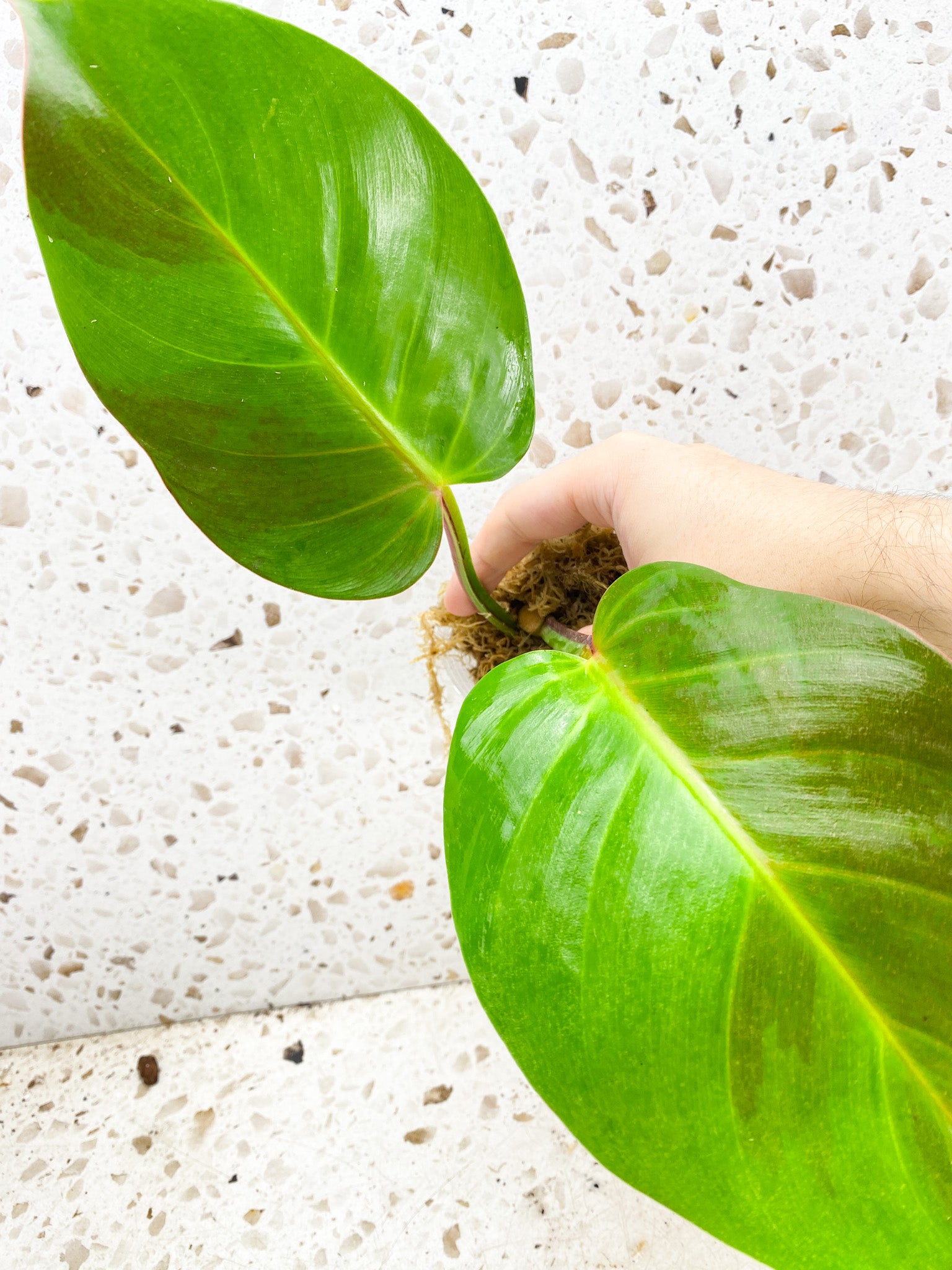 *Philodendron Red Moon 2 leaves with sprouting node (rooting)