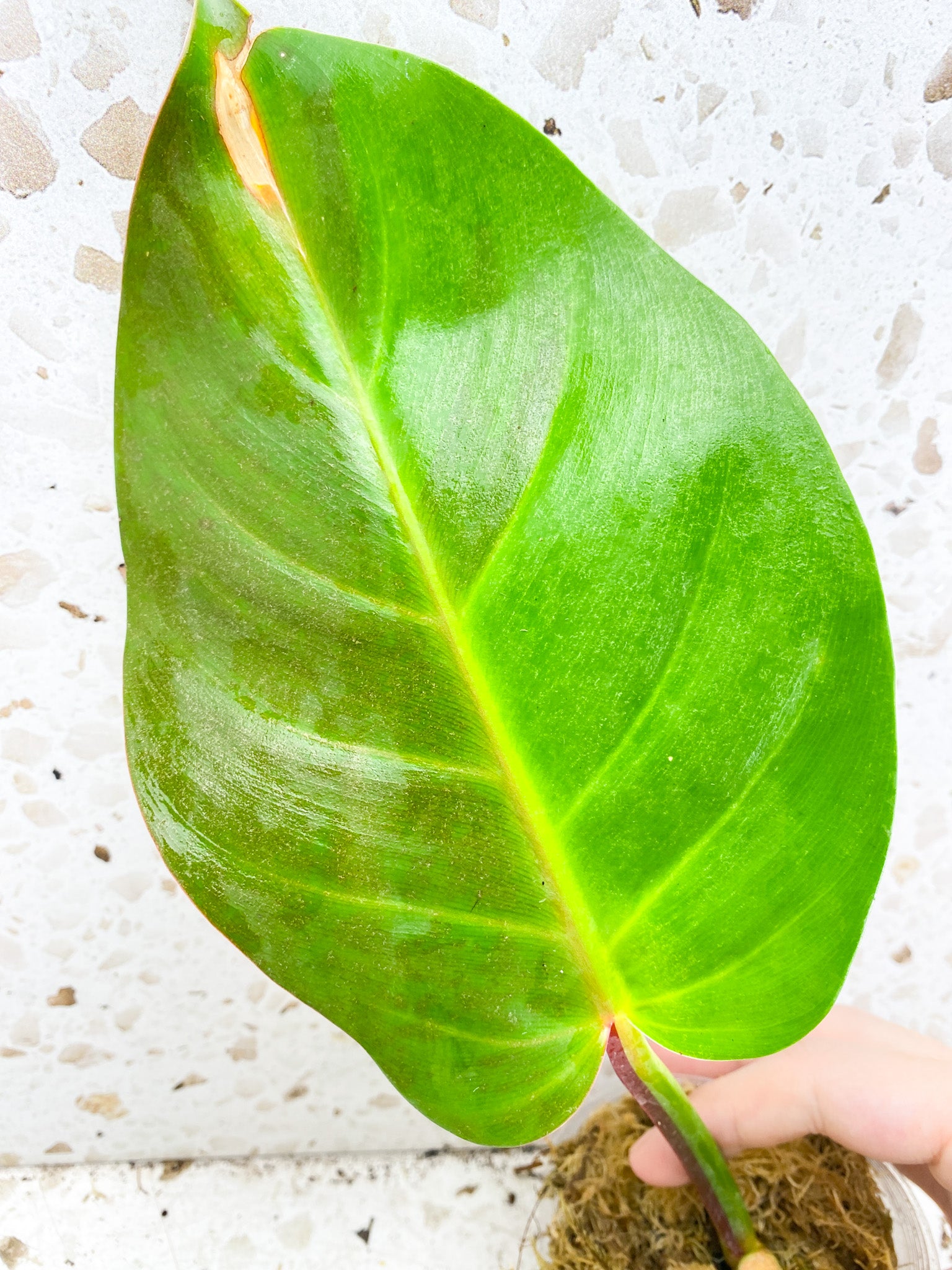 *Philodendron Red Moon 2 leaves with sprouting node (rooting)
