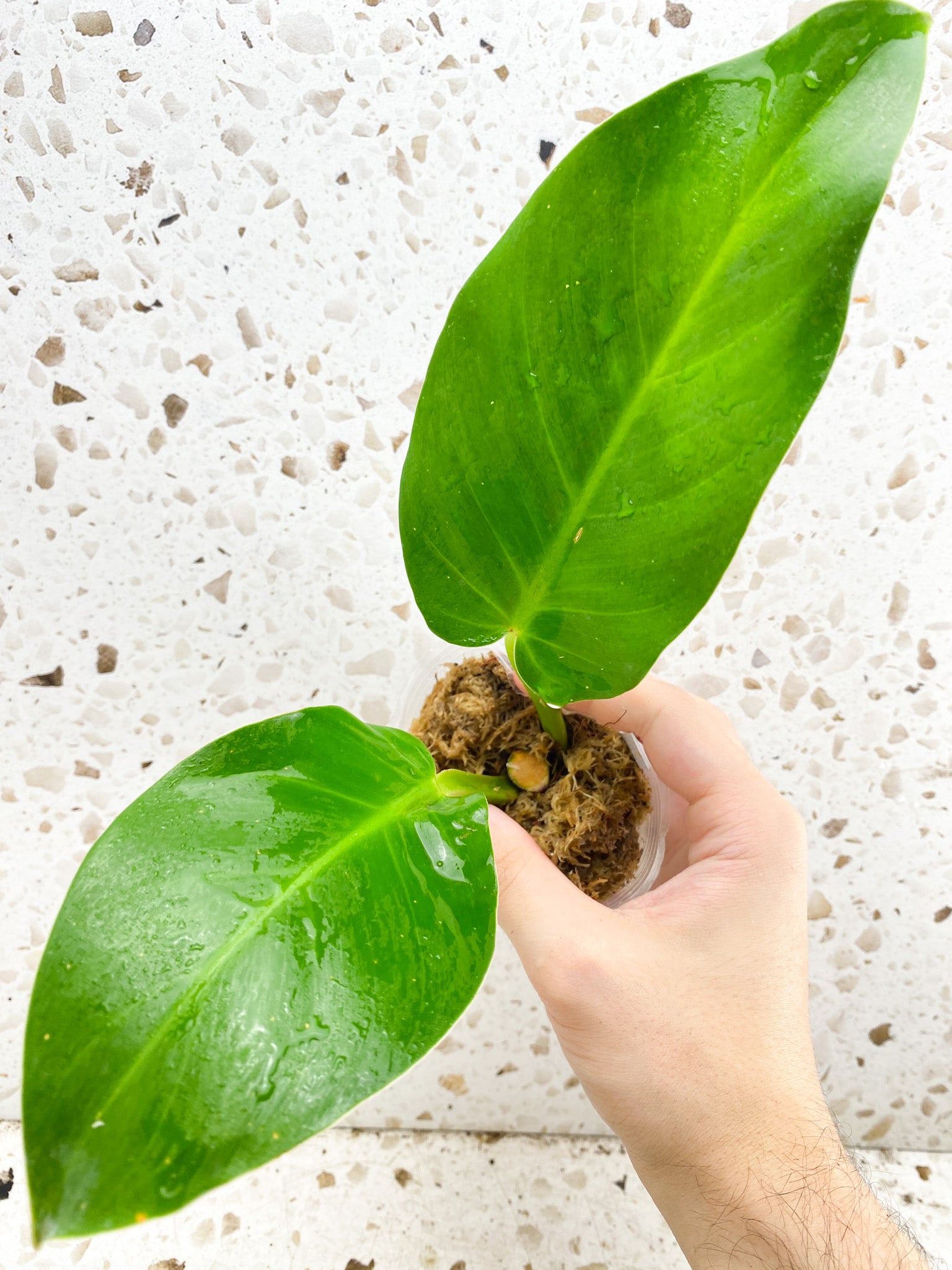 *Philodendron Red Moon 2 leaves with active node (rooting)