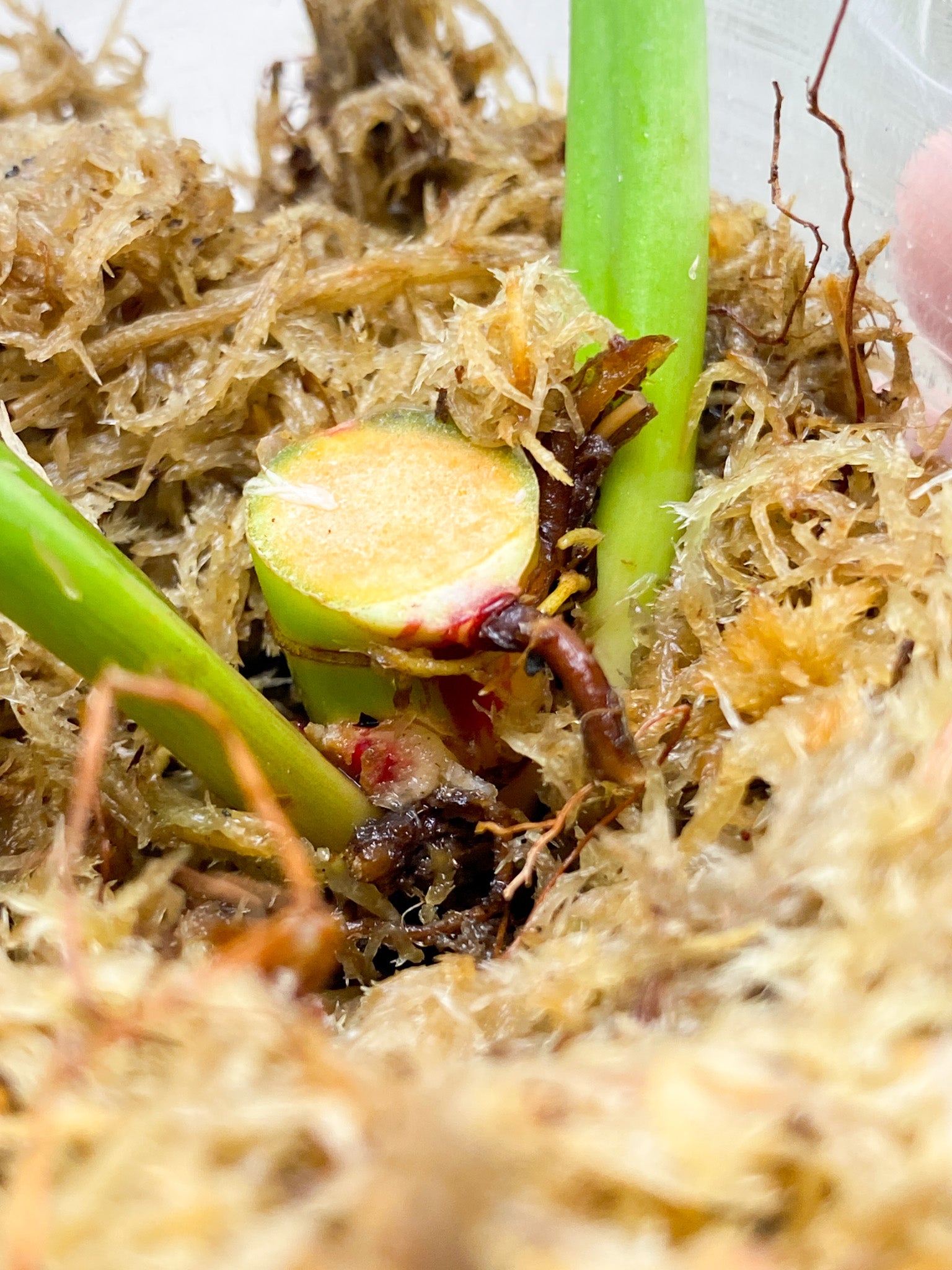 *Philodendron Red Moon 2 leaves with active node (rooting)