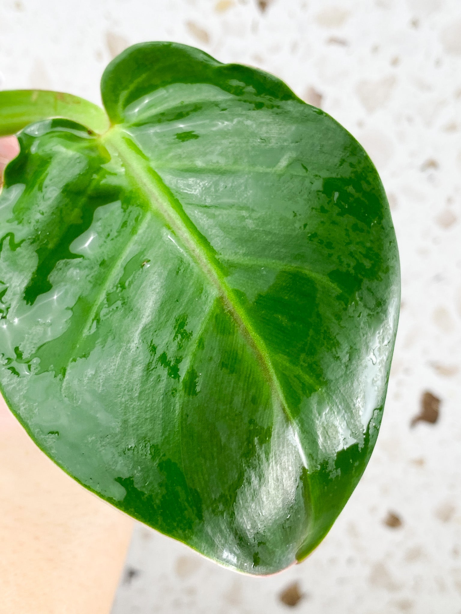 *Philodendron Red Moon 2 leaves (rooting)