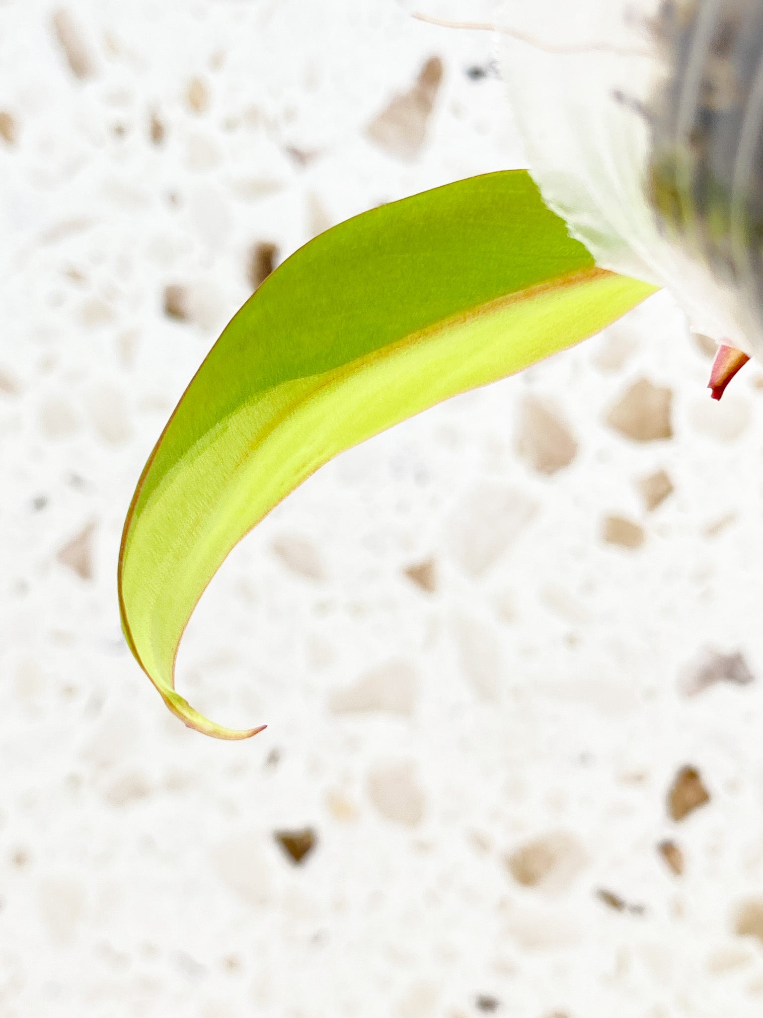 *Philodendron Strawberry Shake 1 baby leaf grown from node (rooting)