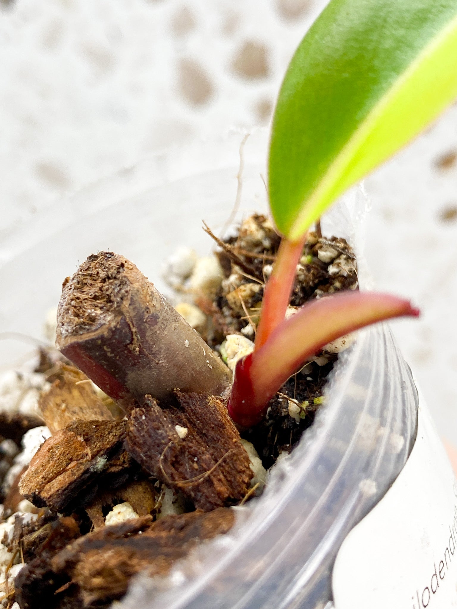 *Philodendron Strawberry Shake 1 baby leaf grown from node (rooting)
