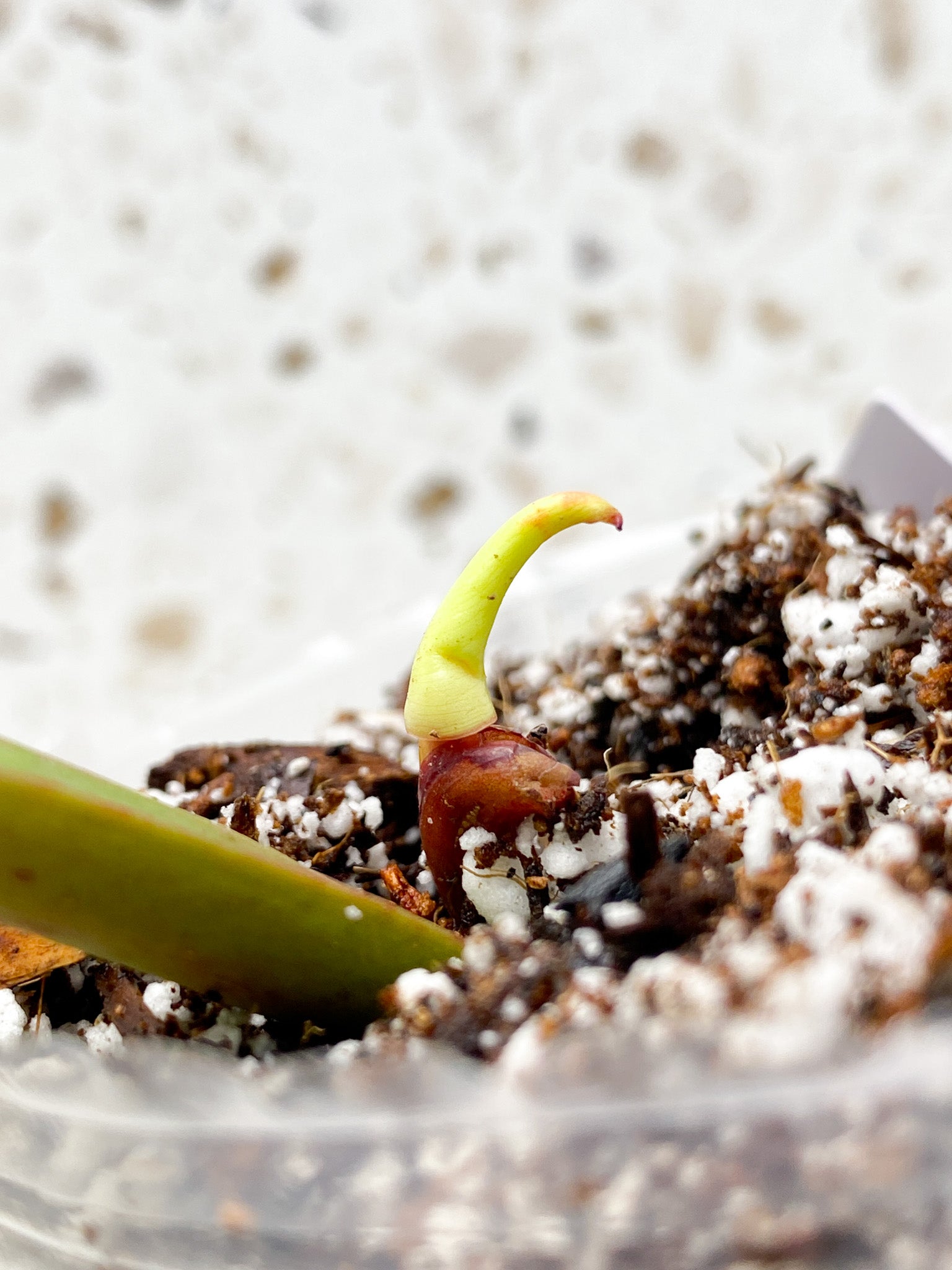 *Philodendron Red Moon 2 leaves 1 sprout