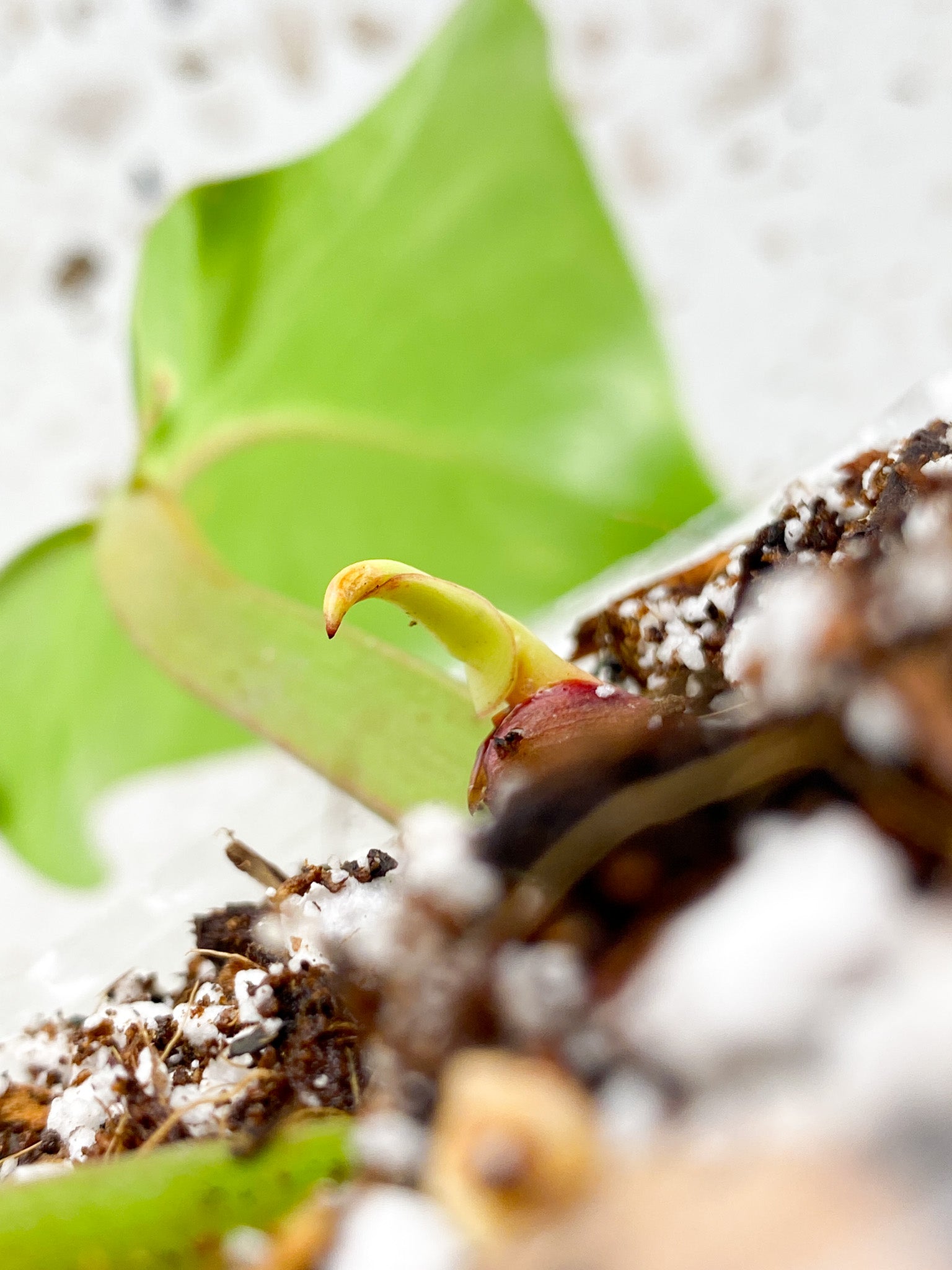 *Philodendron Red Moon 2 leaves 1 sprout