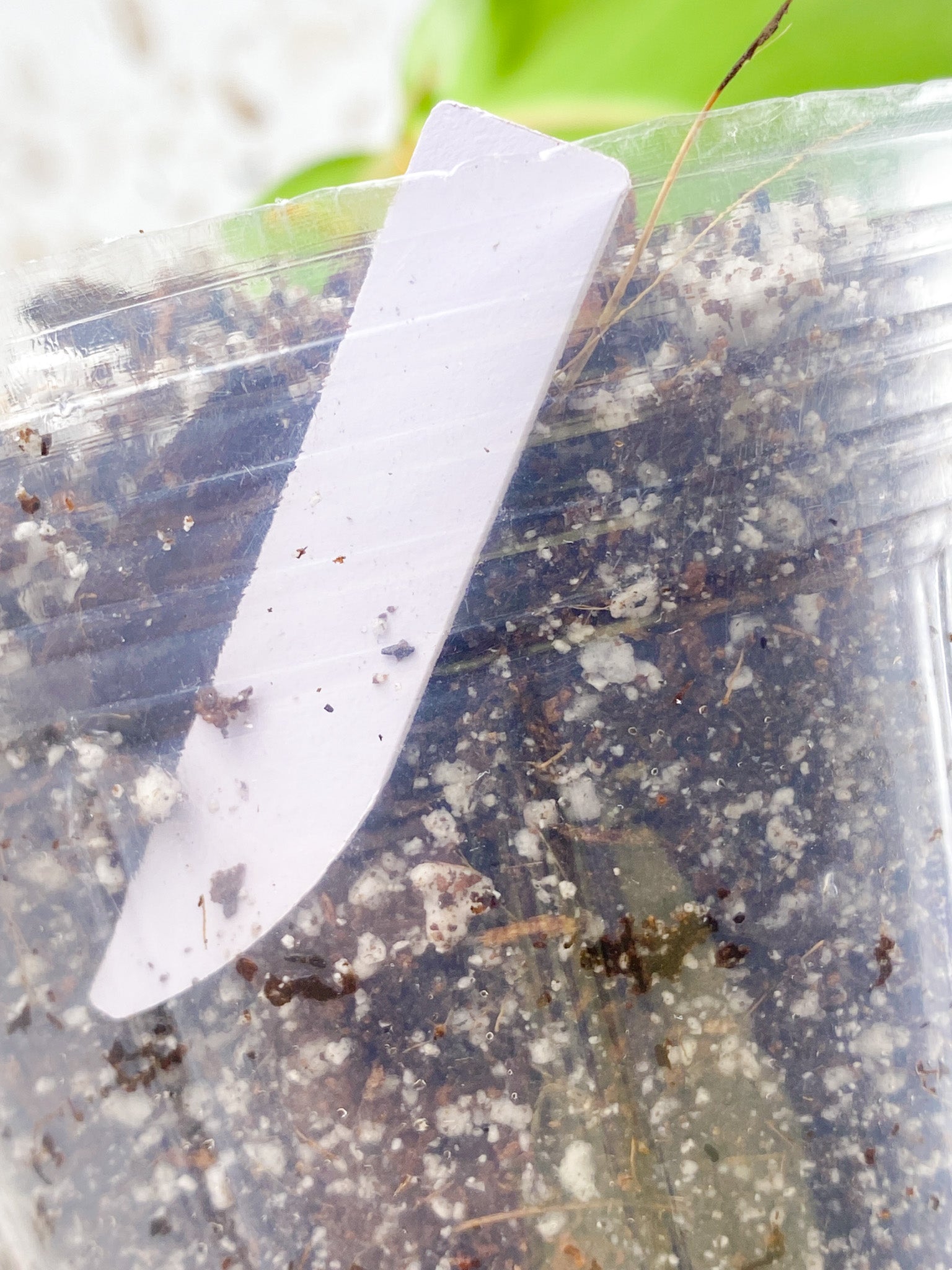 *Philodendron Red Moon 2 leaves 1 sprout