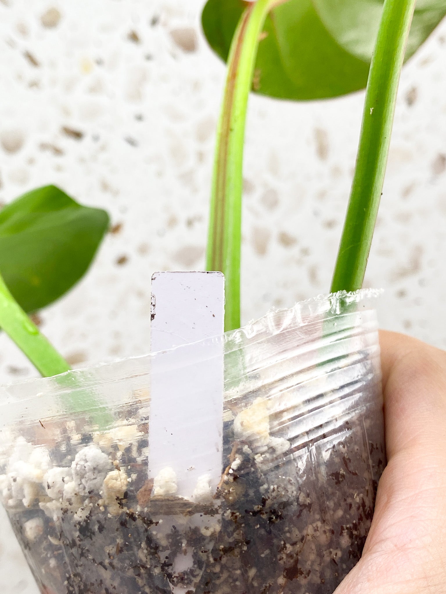 *Philodendron Red Moon 3 leaves (rooting)