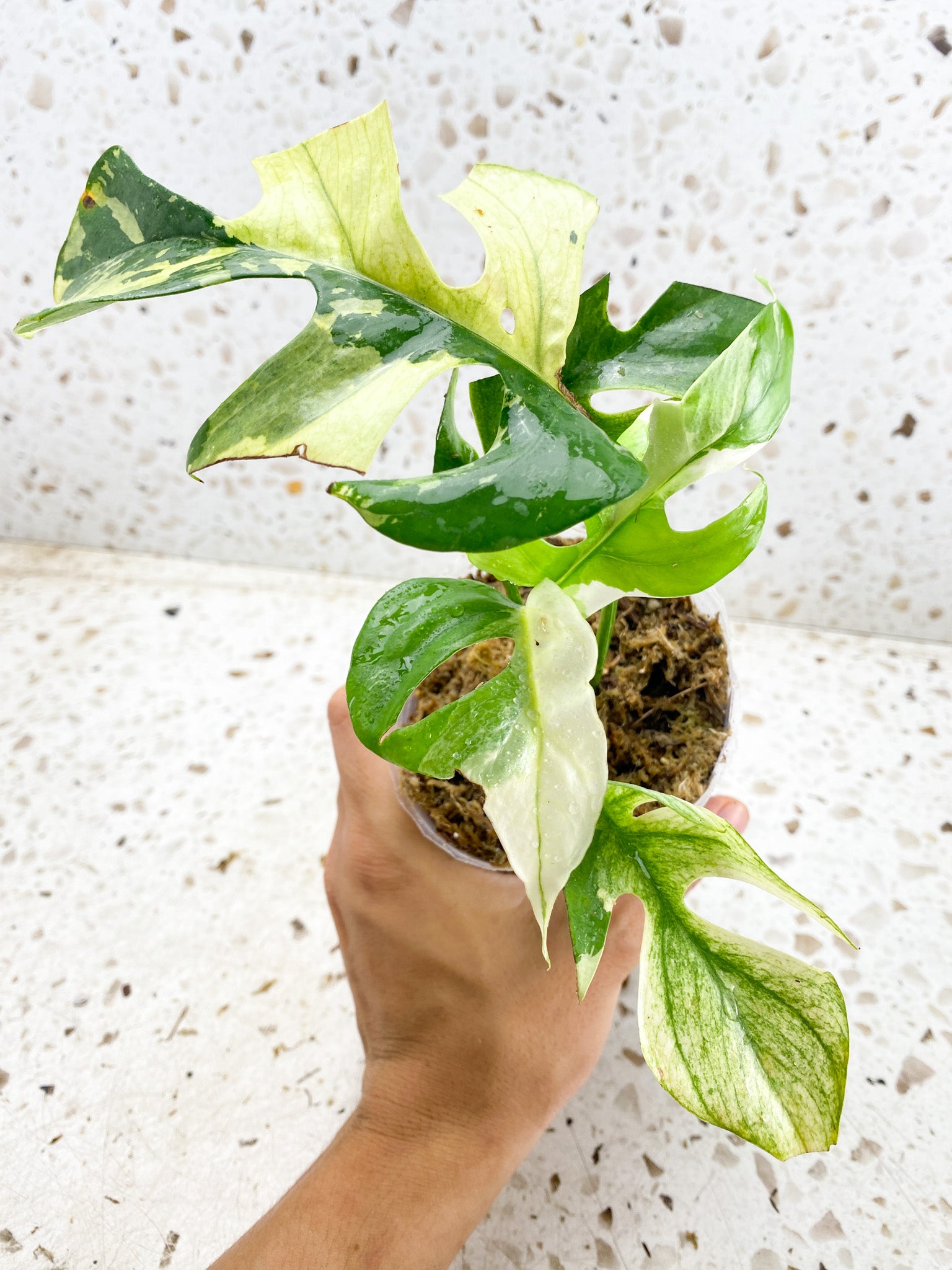 Rhaphidophora Tetrasperma Variegated White Monster Mint 4 leaf top cutting highly variegated (slightly rooted)
