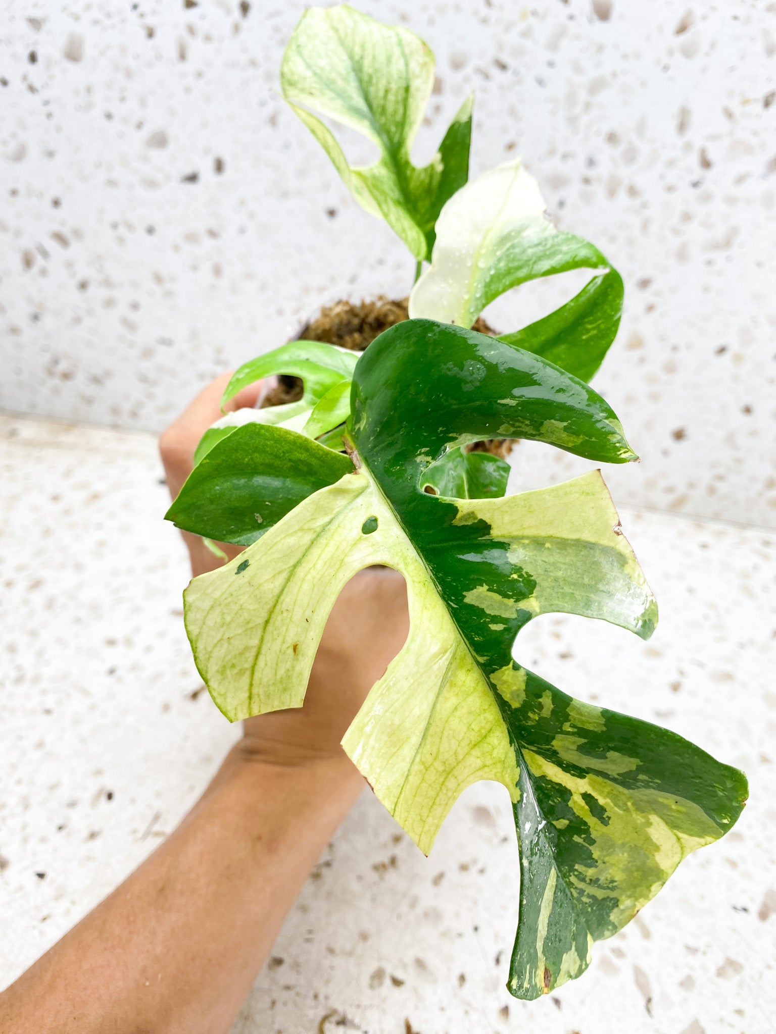 Rhaphidophora Tetrasperma Variegated White Monster Mint 4 leaf top cutting highly variegated (slightly rooted)