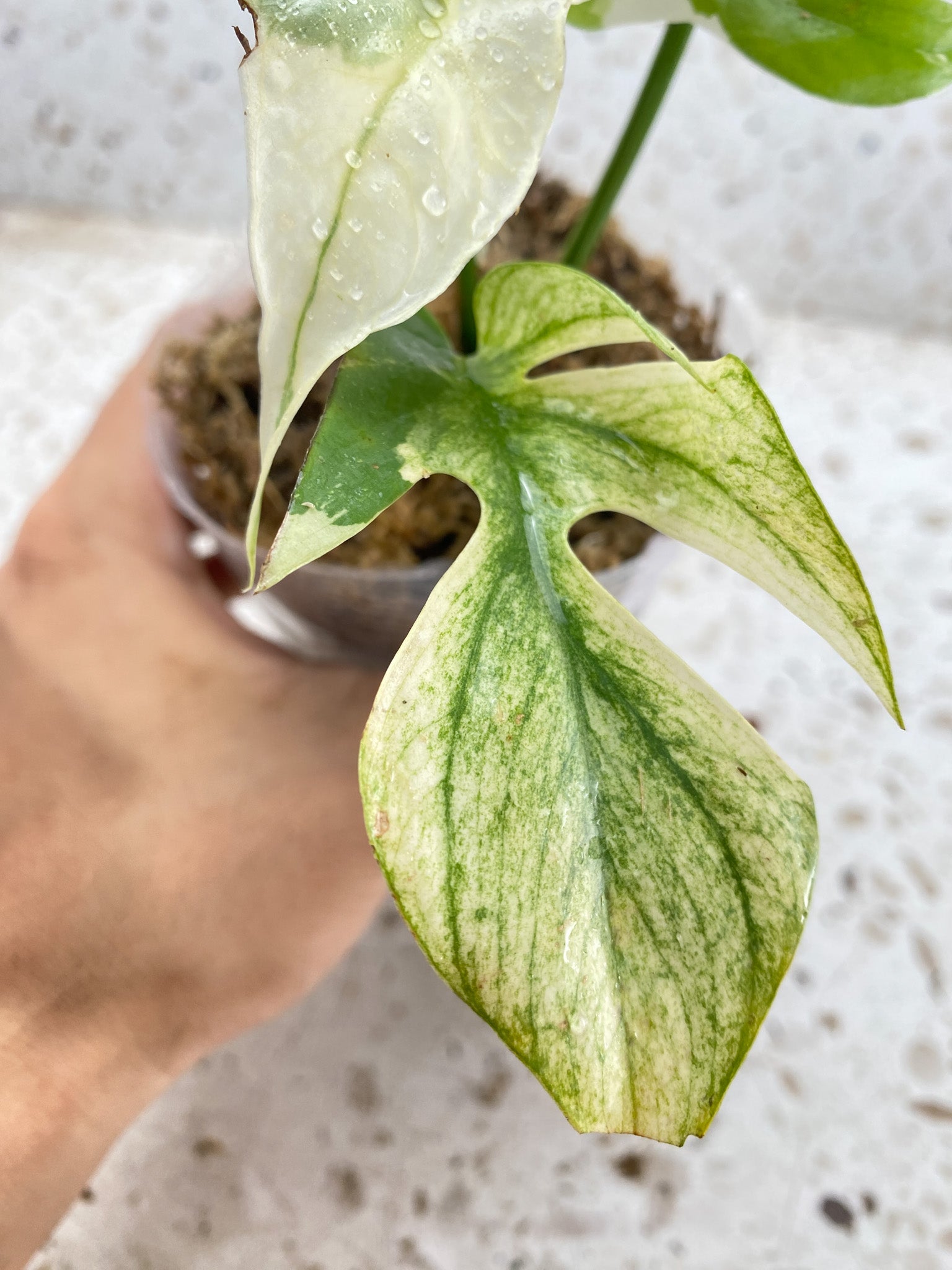Rhaphidophora Tetrasperma Variegated White Monster Mint 4 leaf top cutting highly variegated (slightly rooted)