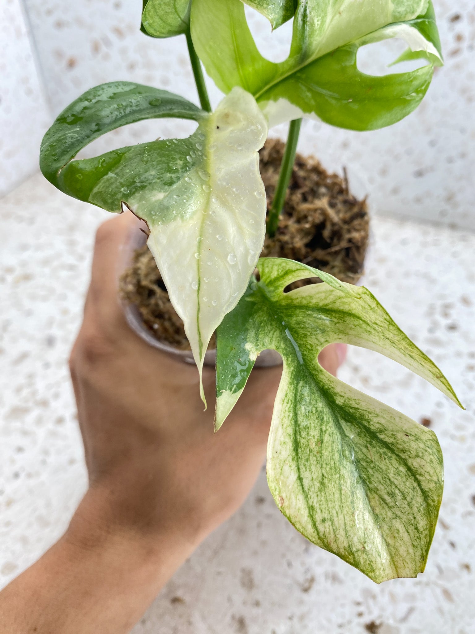 Rhaphidophora Tetrasperma Variegated White Monster Mint 4 leaf top cutting highly variegated (slightly rooted)