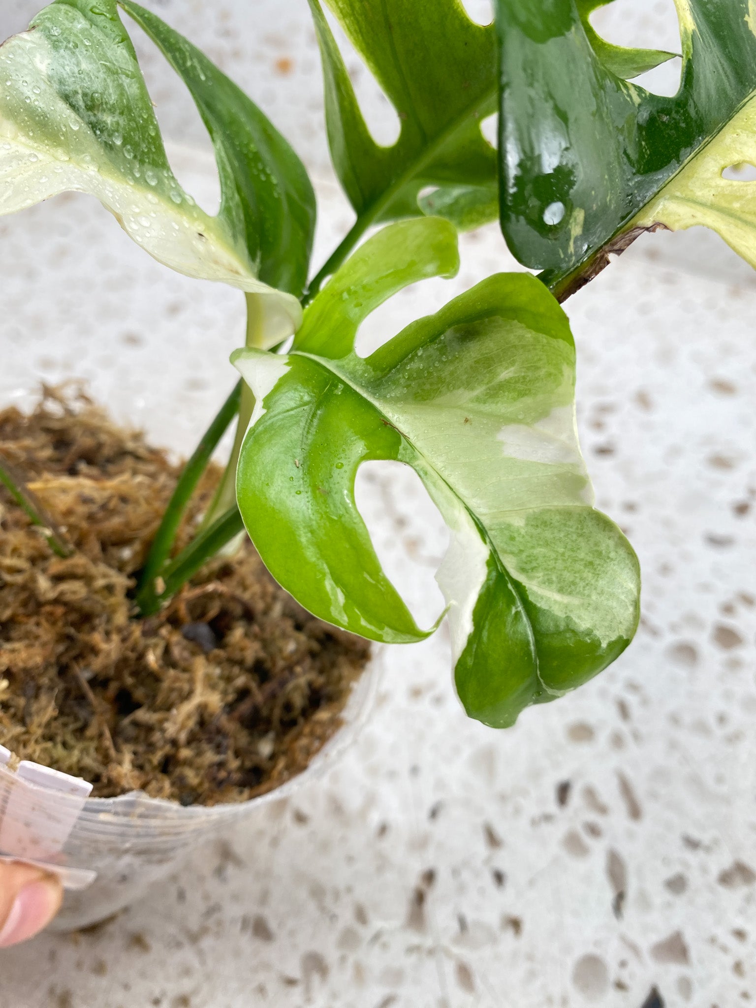 Rhaphidophora Tetrasperma Variegated White Monster Mint 4 leaf top cutting highly variegated (slightly rooted)