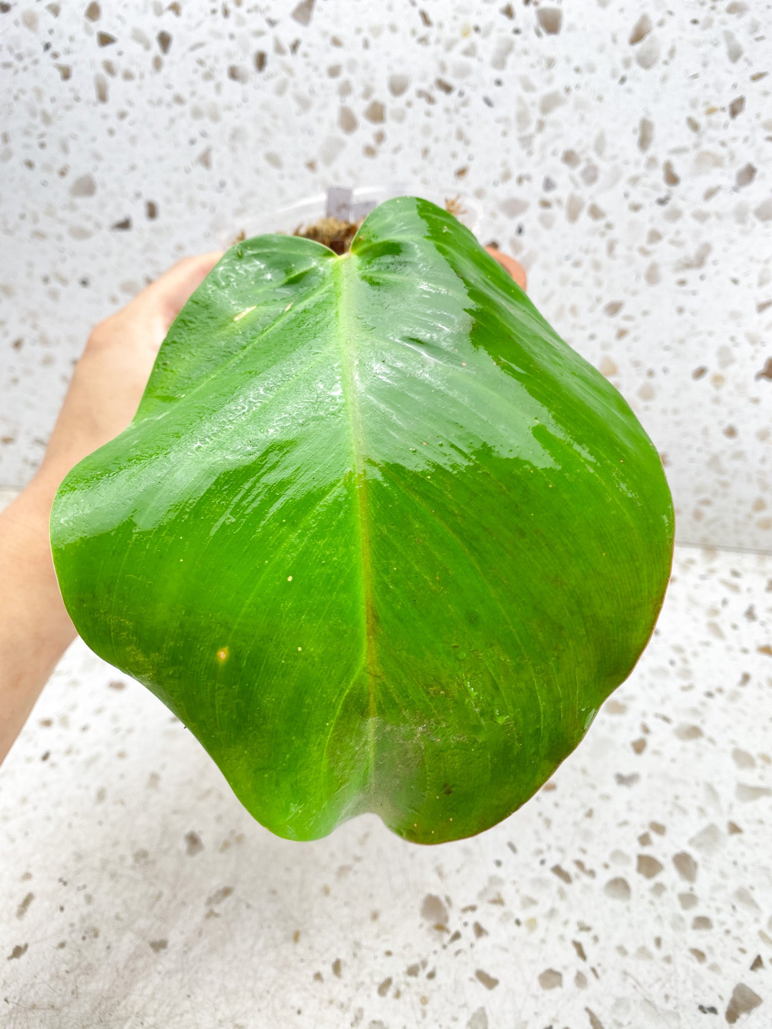 *Philodendron Red Moon Variegated 1 leaf 1 sprout Slightly Rooted
