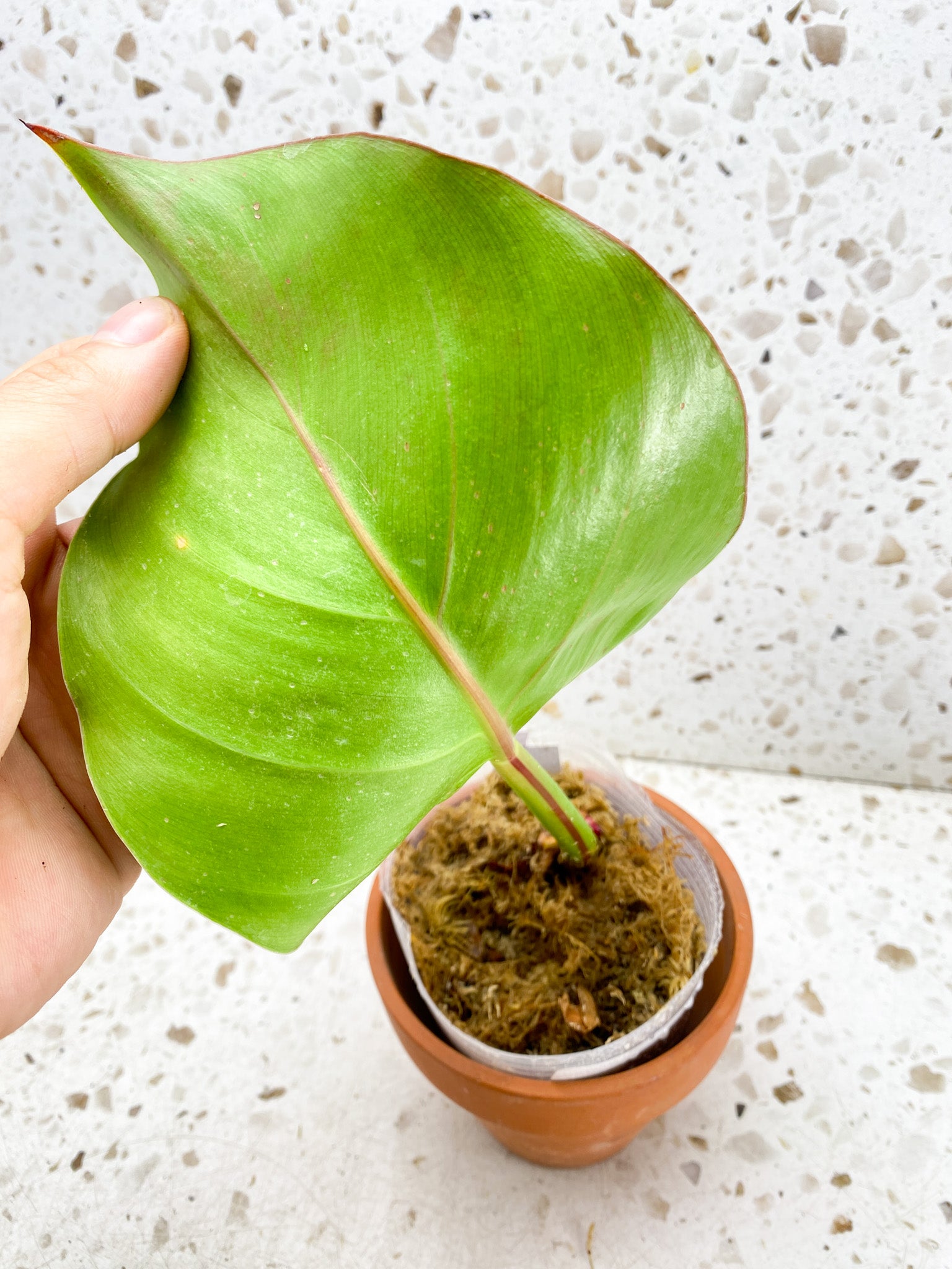 *Philodendron Red Moon Variegated 1 leaf 1 sprout Slightly Rooted