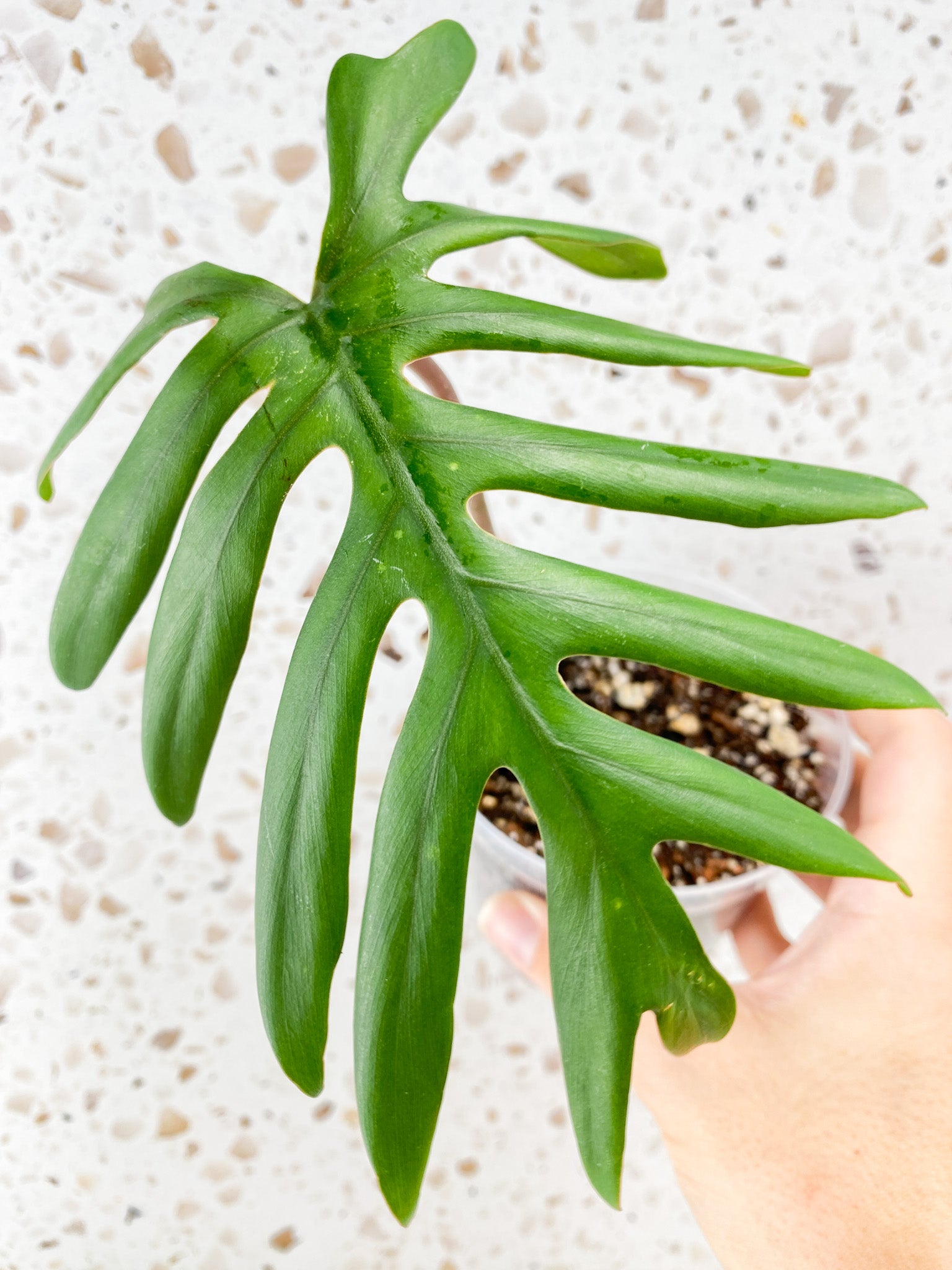 Philodendron Mayoi 1 leaf
