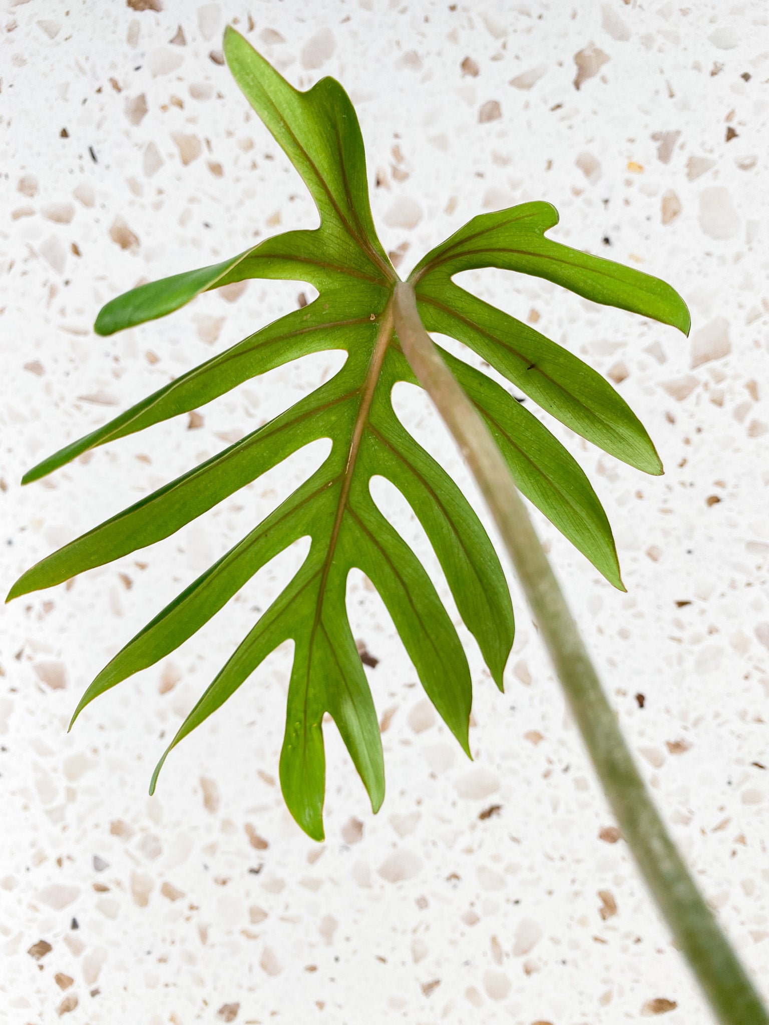 Philodendron Mayoi 1 leaf