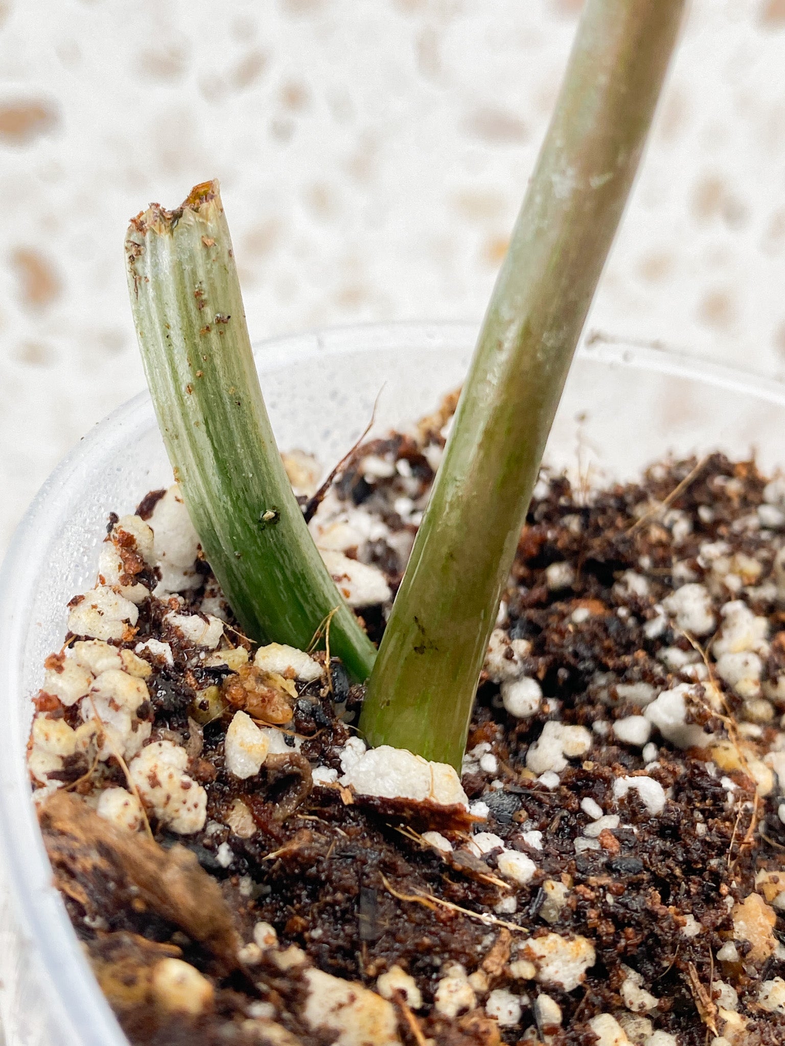 Philodendron Mayoi 1 leaf