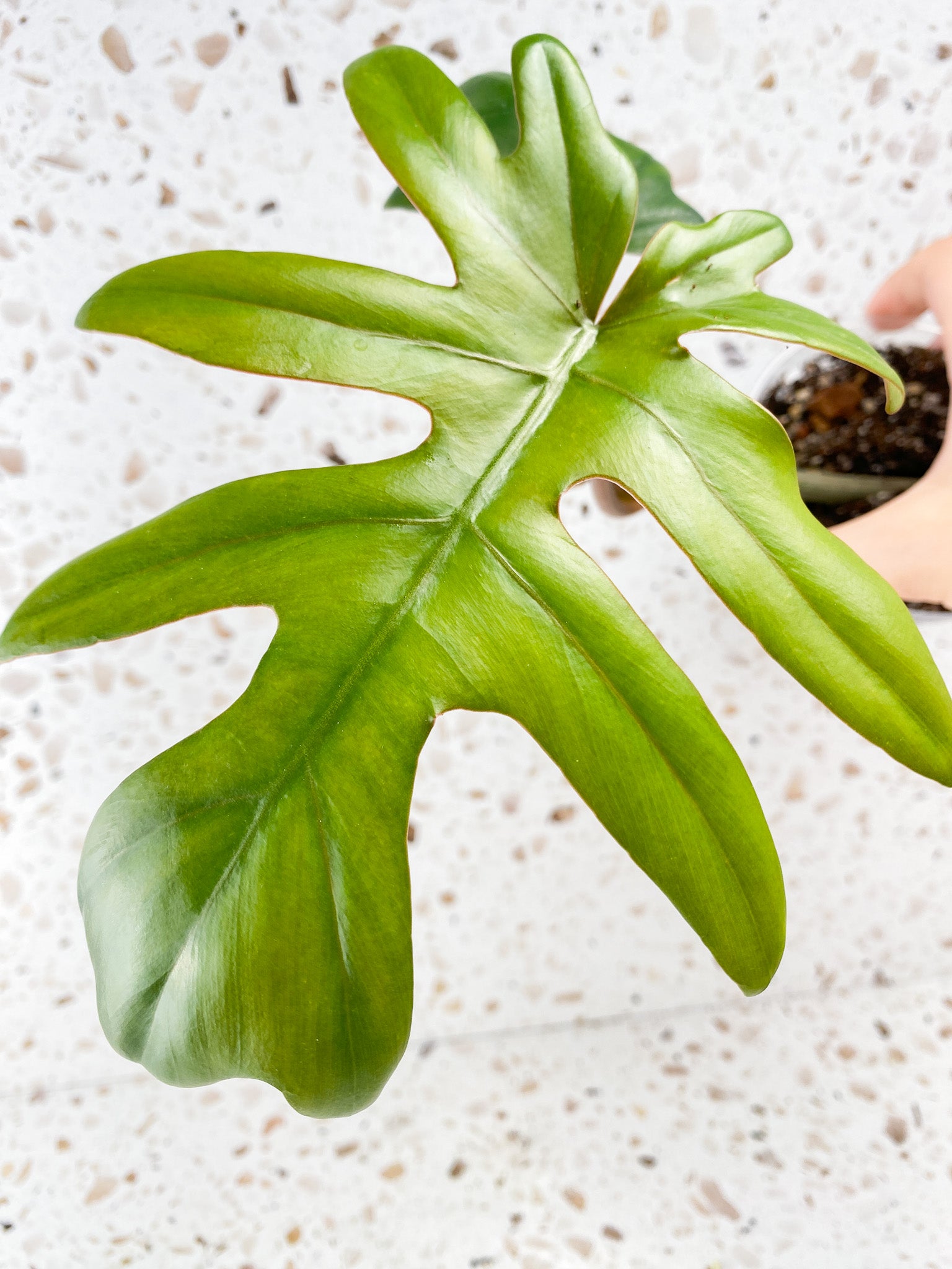 Philodendron Mayoi 2 leaves 1 sprout
