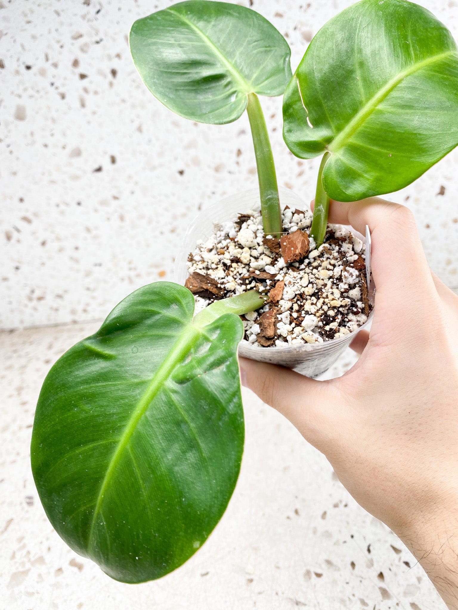*Philodendron Red Moon Variegated 3 leaves 2 growing buds 1 sprout Rooting