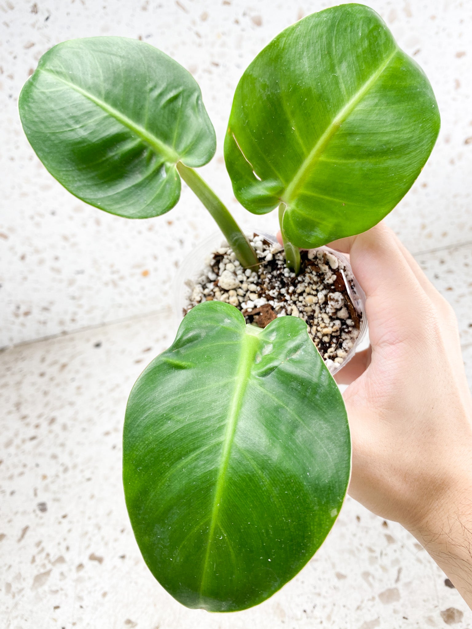 *Philodendron Red Moon Variegated 3 leaves 2 growing buds 1 sprout Rooting