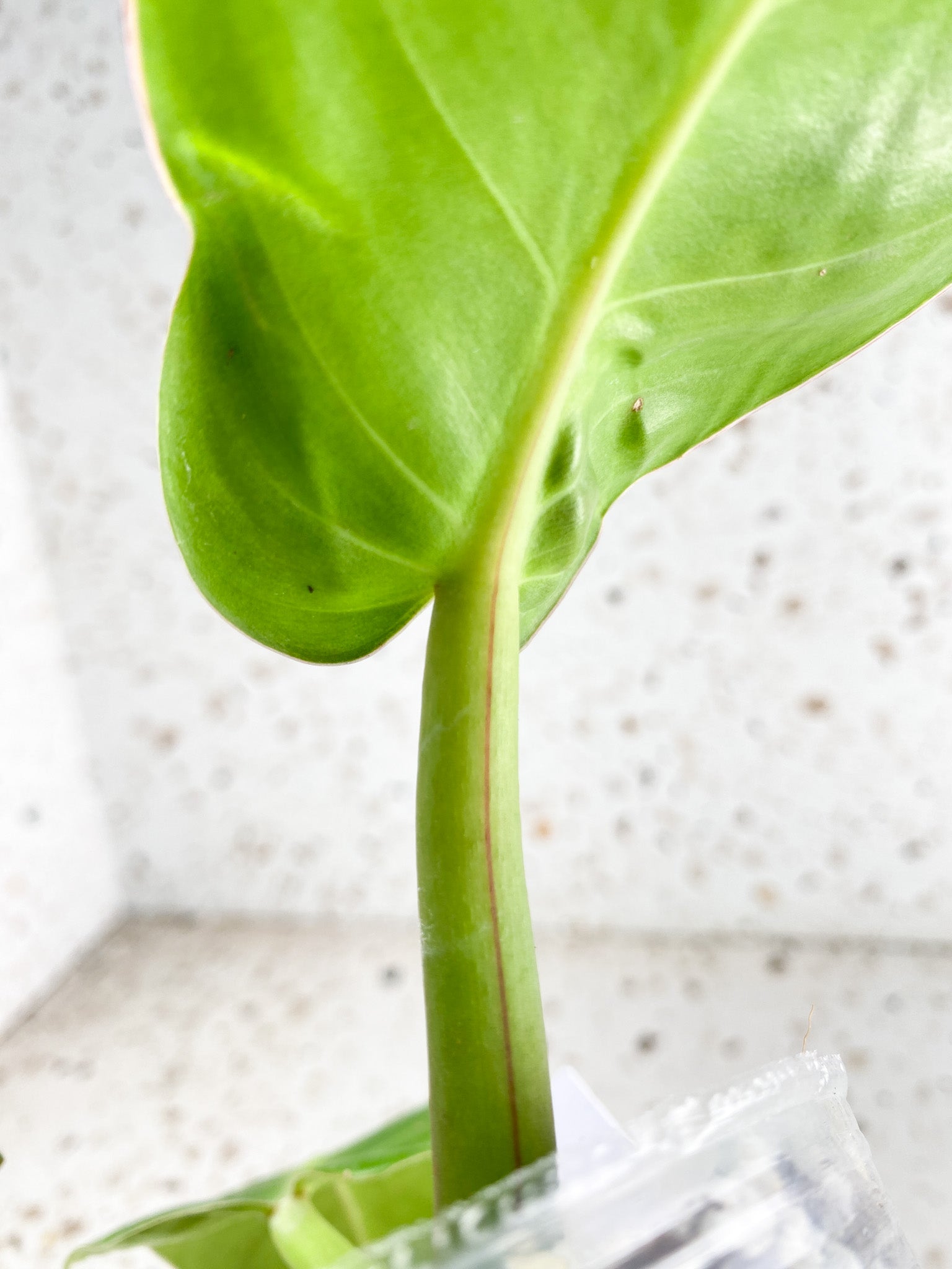 *Philodendron Red Moon Variegated 3 leaves 2 growing buds 1 sprout Rooting