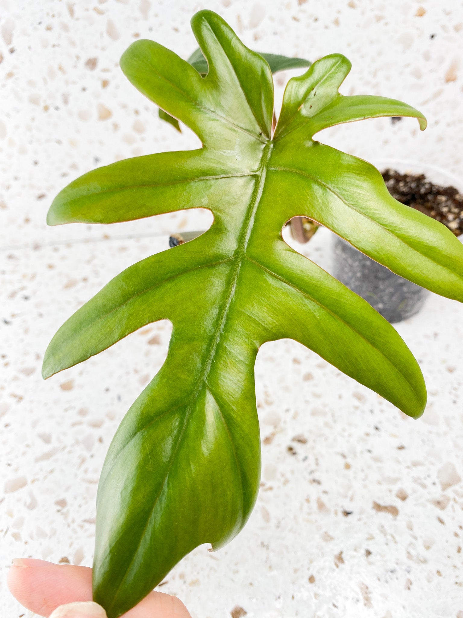 Philodendron Mayoi 2 leaves 1 sprout