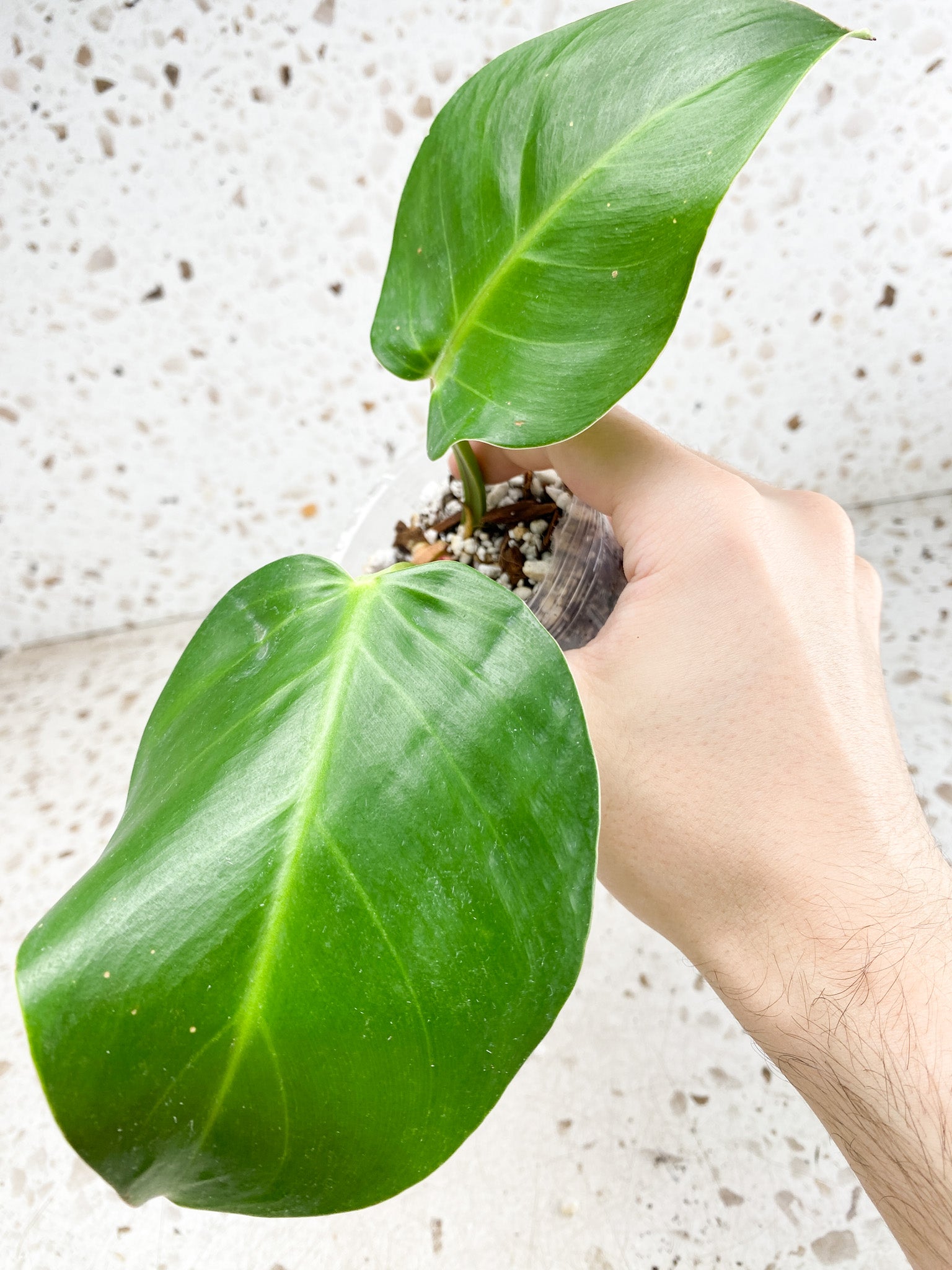 *Philodendron Red Moon Variegated 2 leaves 1 sprout 1 growing bud Rooting
