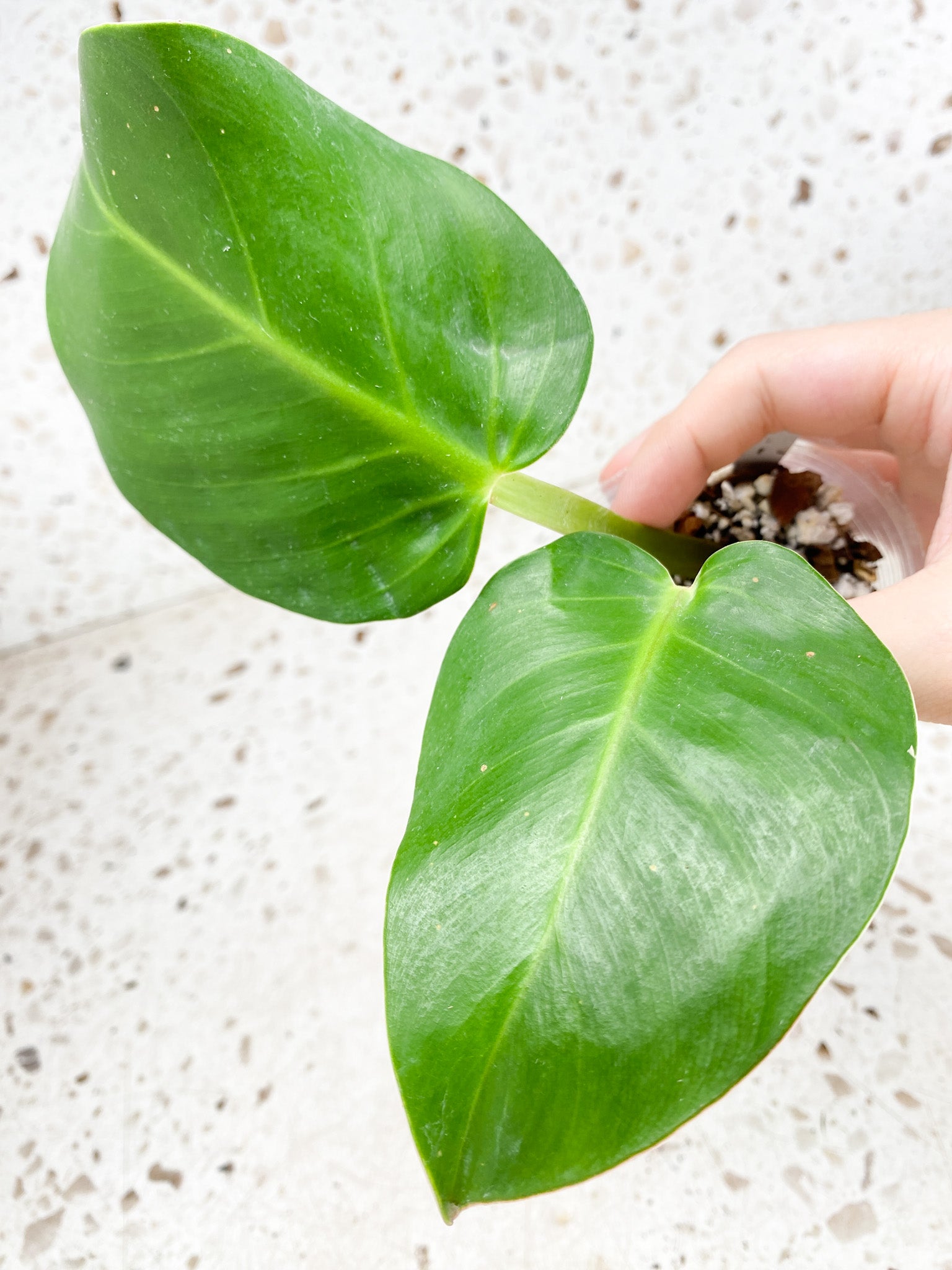 *Philodendron Red Moon Variegated 2 leaves 1 sprout 1 growing bud Rooting