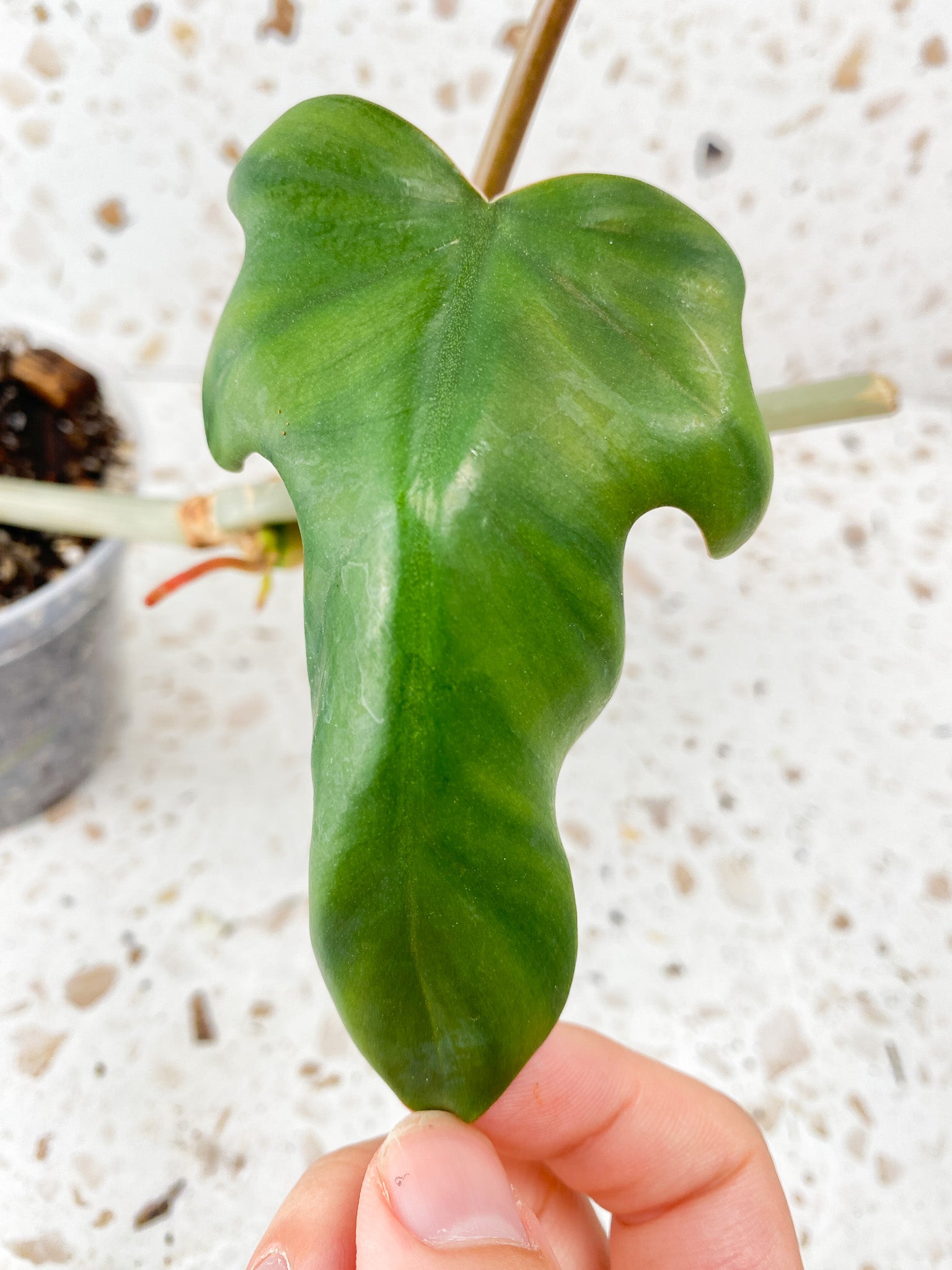 Philodendron Mayoi 2 leaves 1 sprout