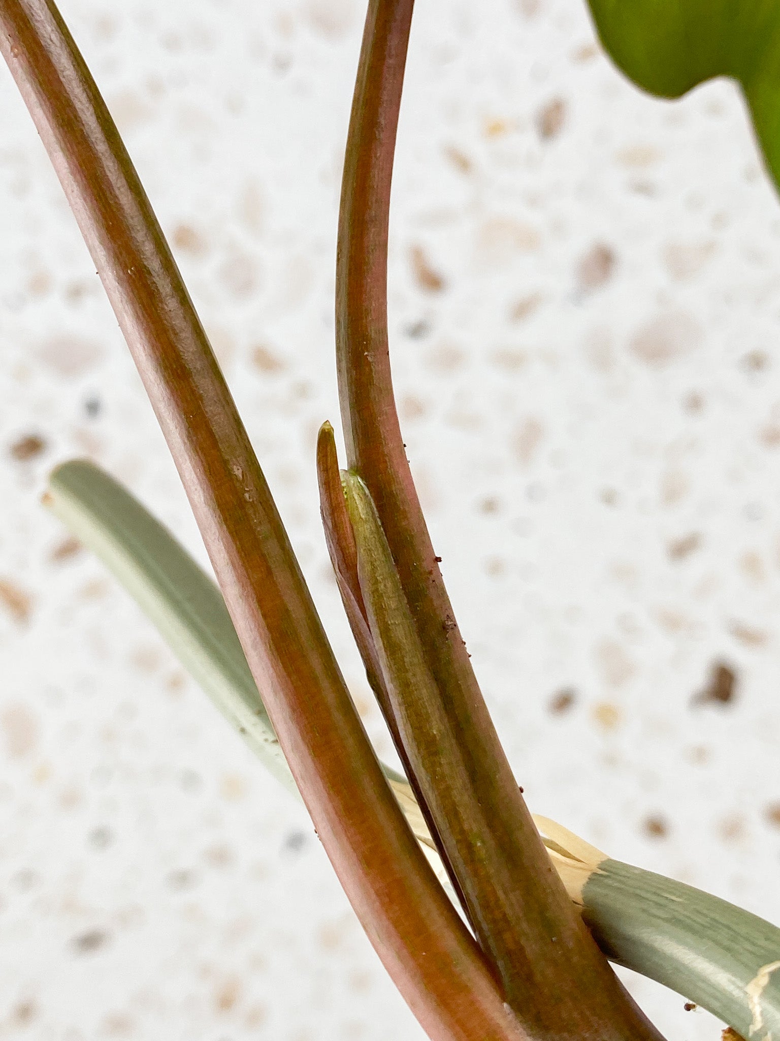 Philodendron Mayoi 2 leaves 1 sprout