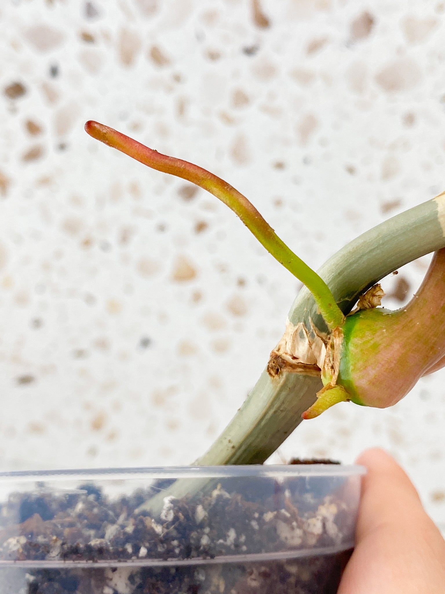 Philodendron Mayoi 2 leaves 1 sprout