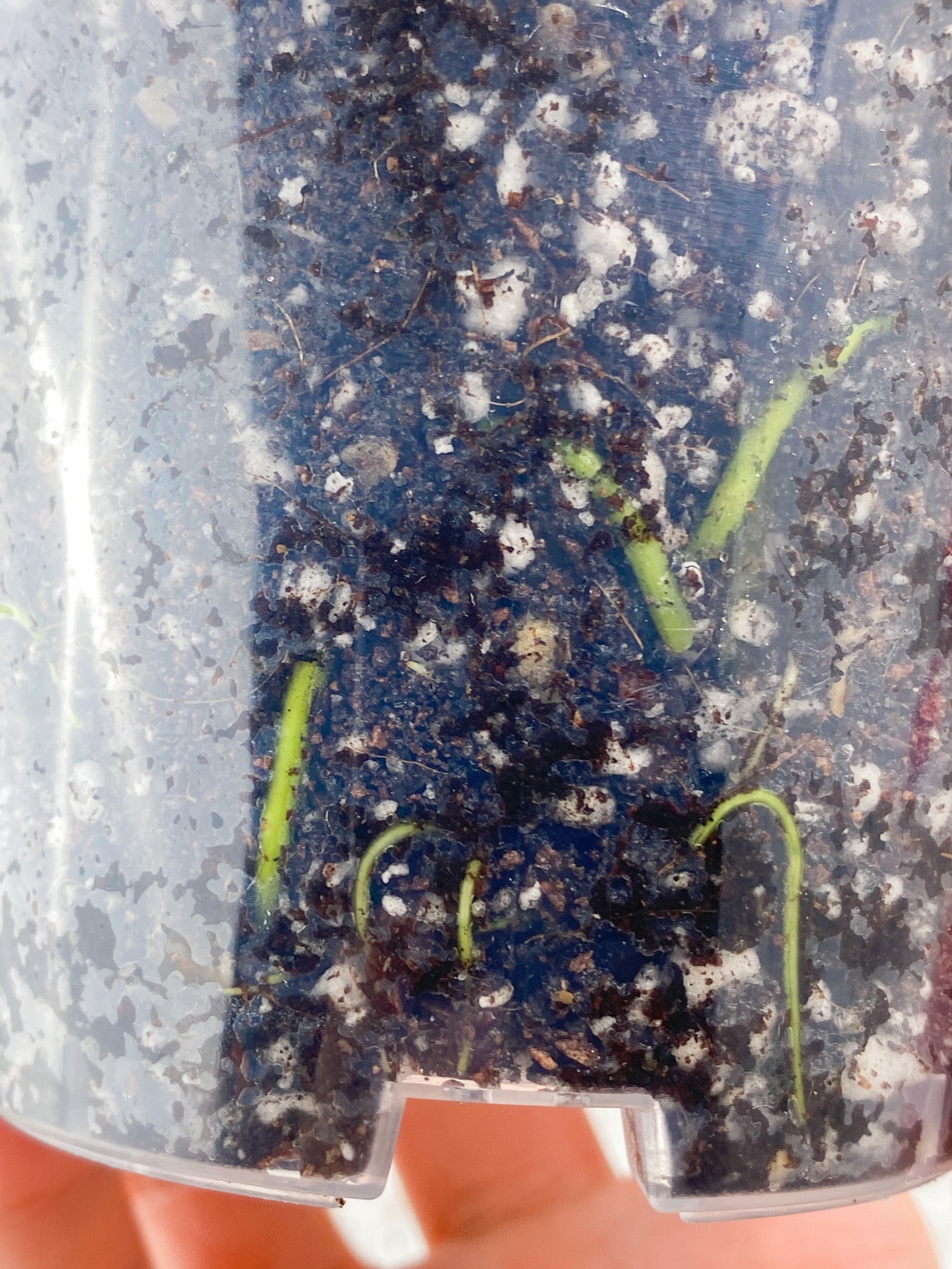 Philodendron Mayoi 2 leaves 1 sprout