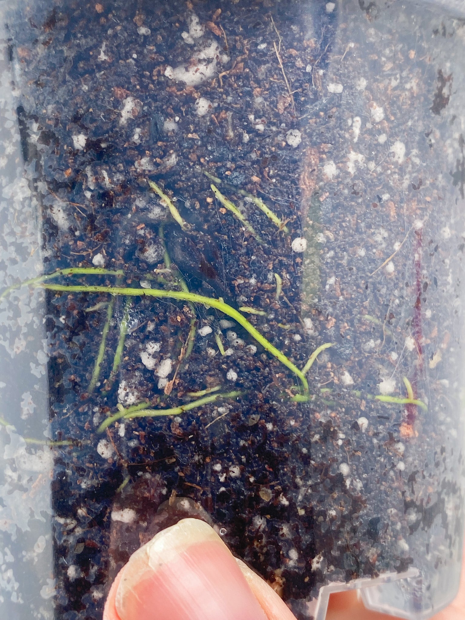 Philodendron Mayoi 2 leaves 1 sprout