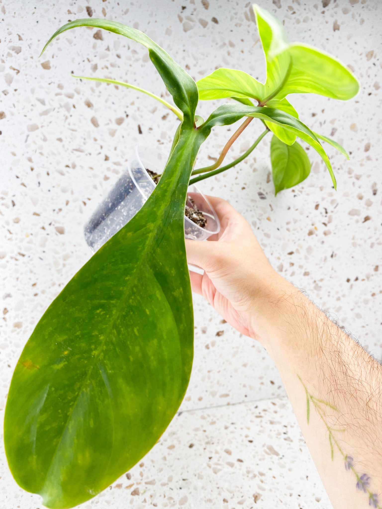 Philodendron 69686 3 leaves 1 sprout top cutting
