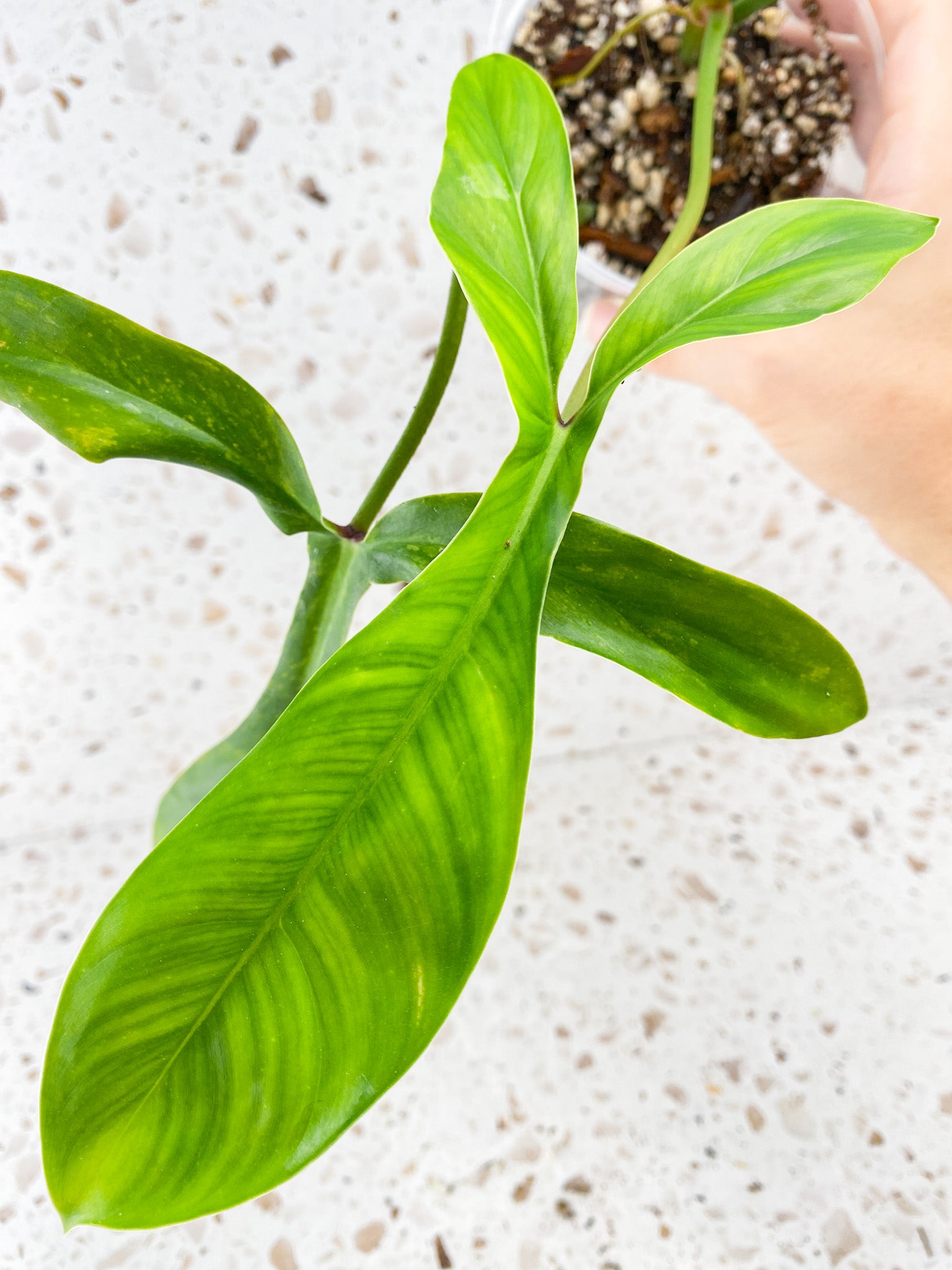 Philodendron 69686 3 leaves 1 sprout top cutting